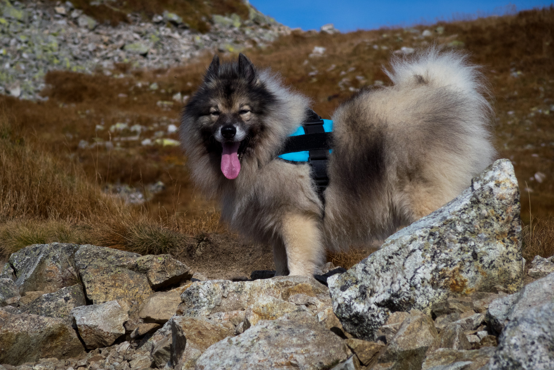 Otrhance z ATC Račkova dolina (Západné Tatry)