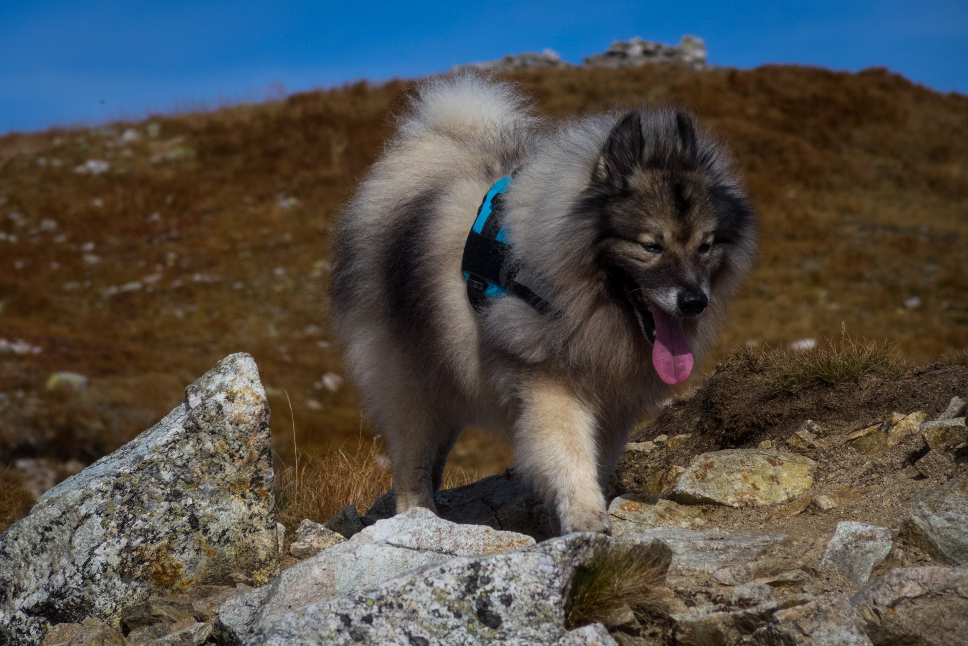 Otrhance z ATC Račkova dolina (Západné Tatry)