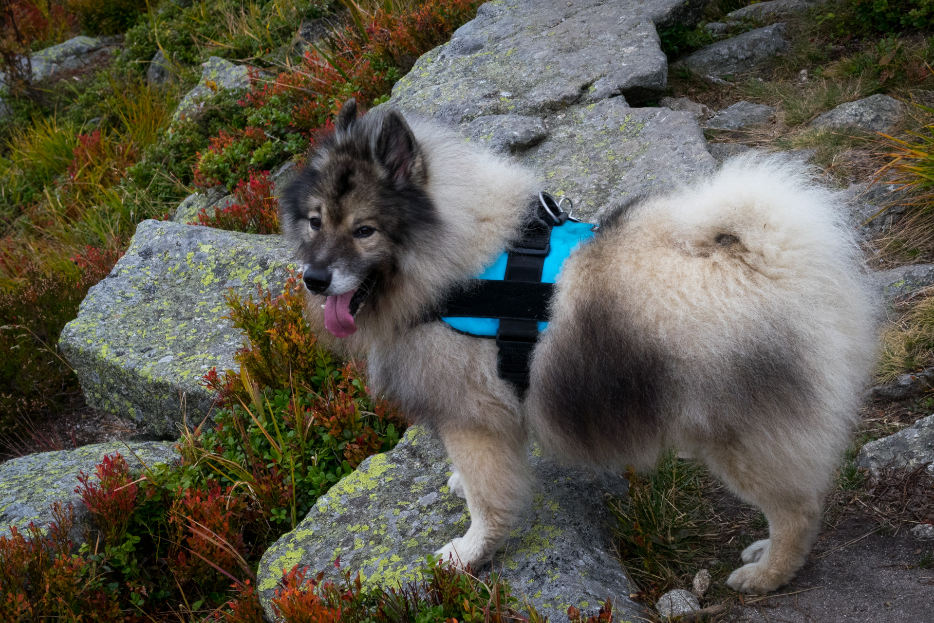 Otrhance z ATC Račkova dolina (Západné Tatry)