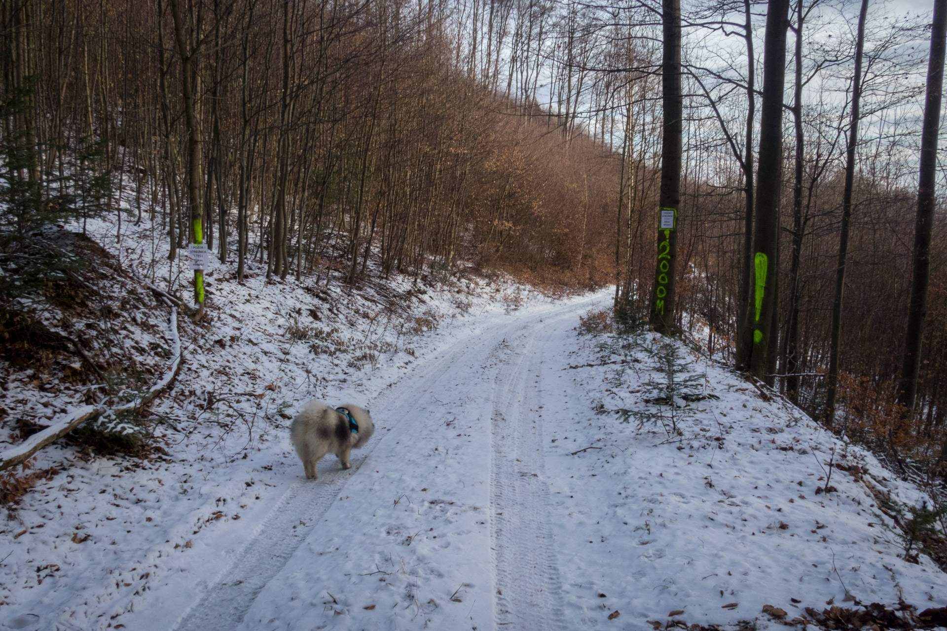 Rozsypaná skala z Klenova (Čierna hora)