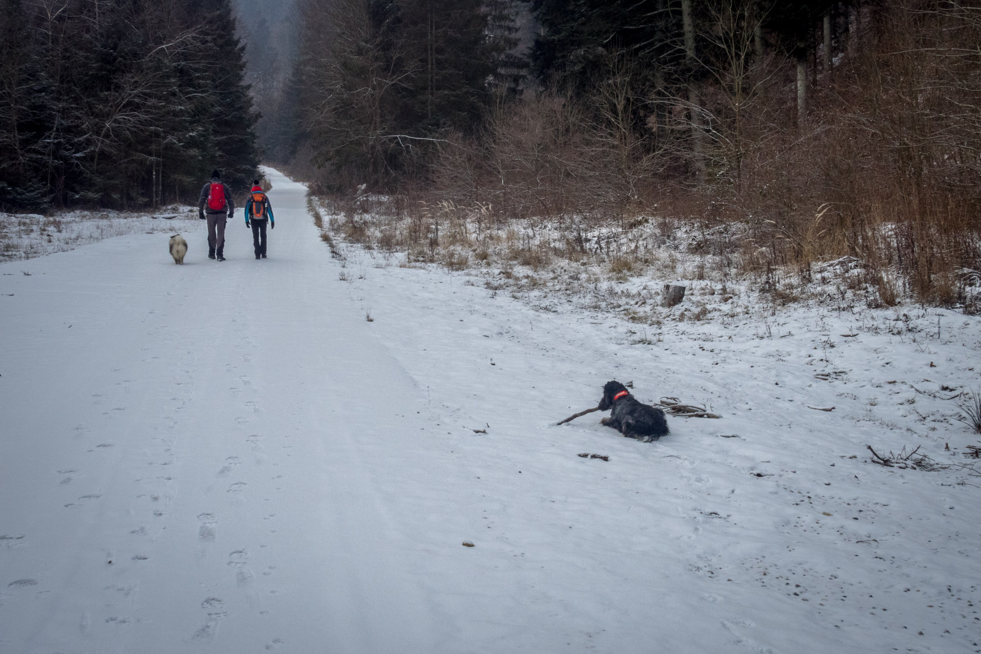 Skalisko v zime z Henclovej (Volovské vrchy)