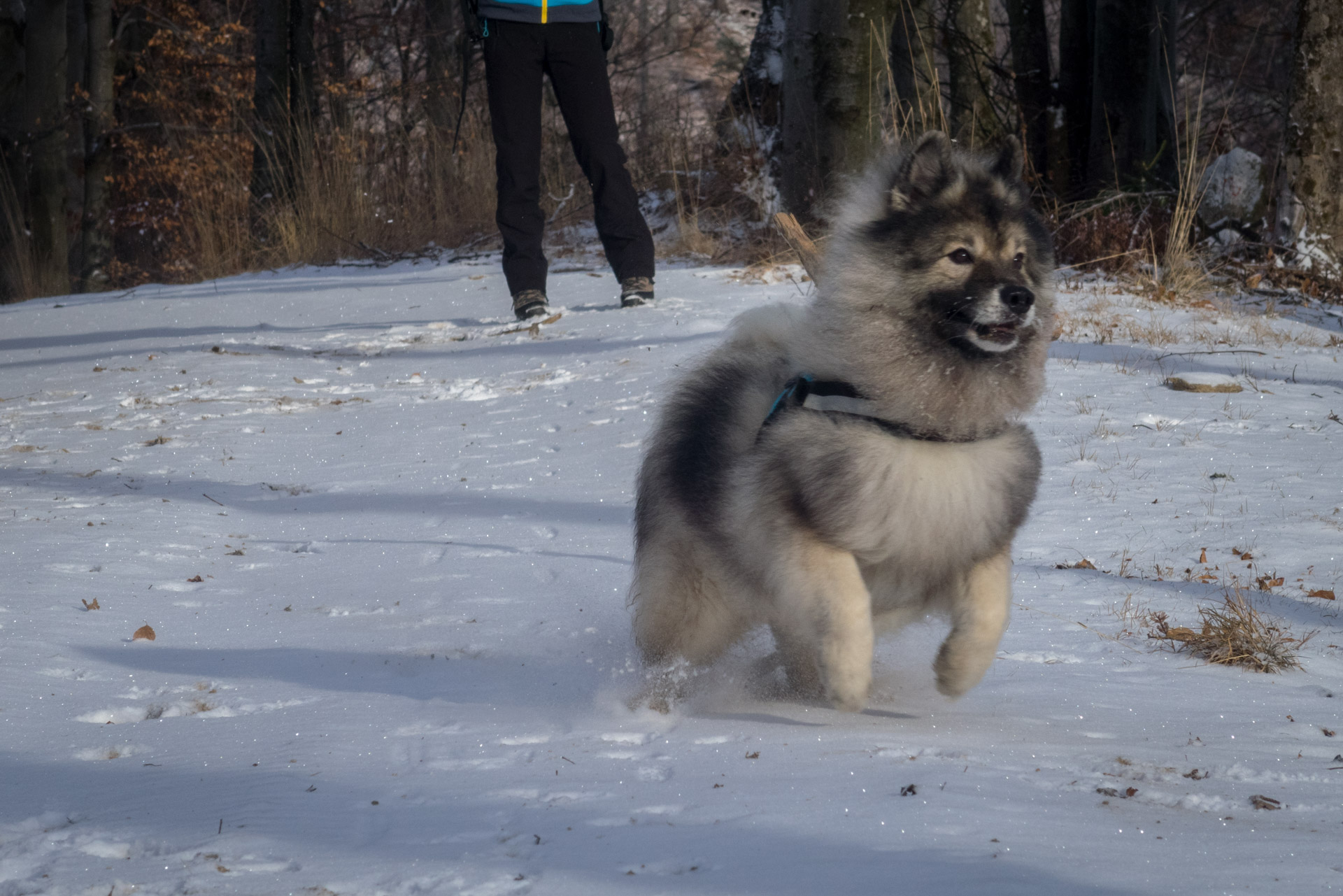 Skalisko v zime z Henclovej (Volovské vrchy)