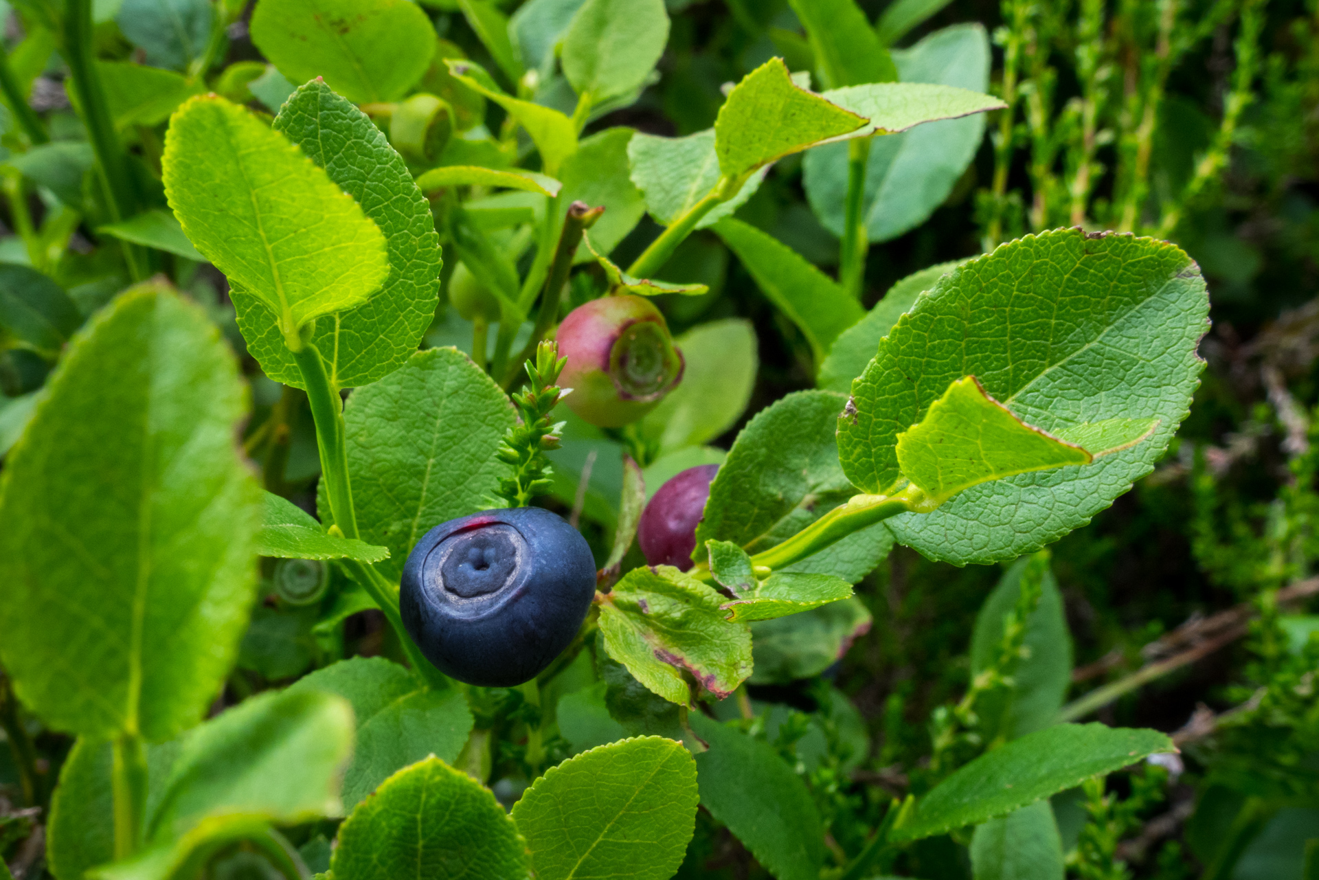 Skalisko z vodnej nádrže Úhorná (Volovské vrchy)