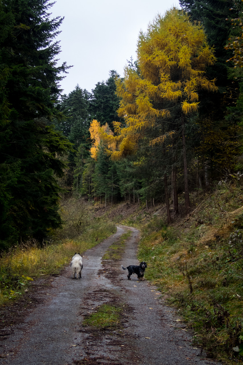 Sľubica z Braniska (Branisko)