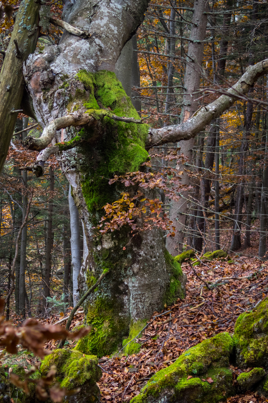 Sľubica z Braniska (Branisko)