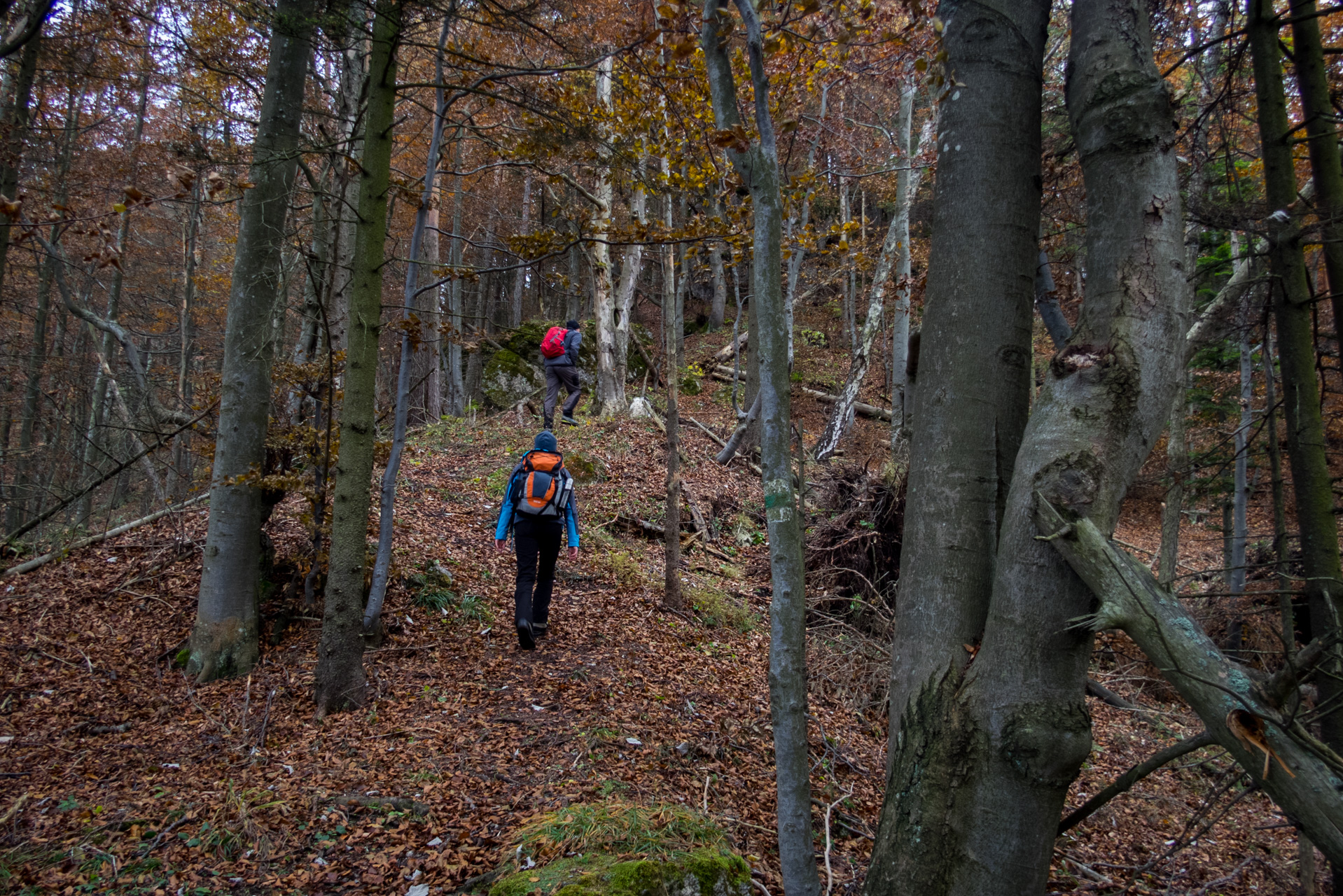 Sľubica z Braniska (Branisko)