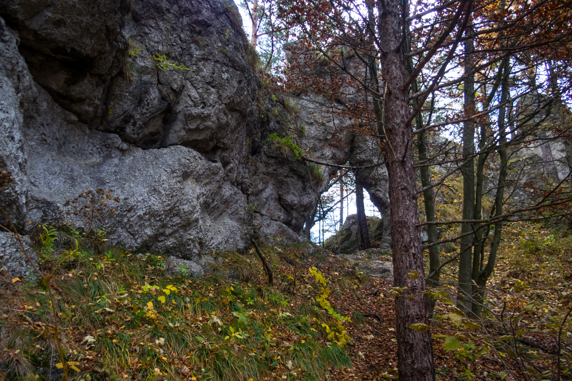 Sľubica z Braniska (Branisko)