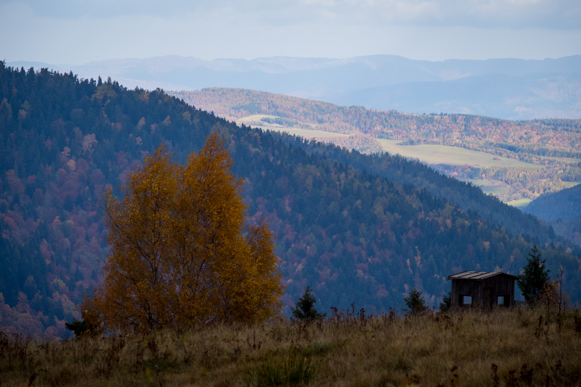 Sľubica z Braniska (Branisko)