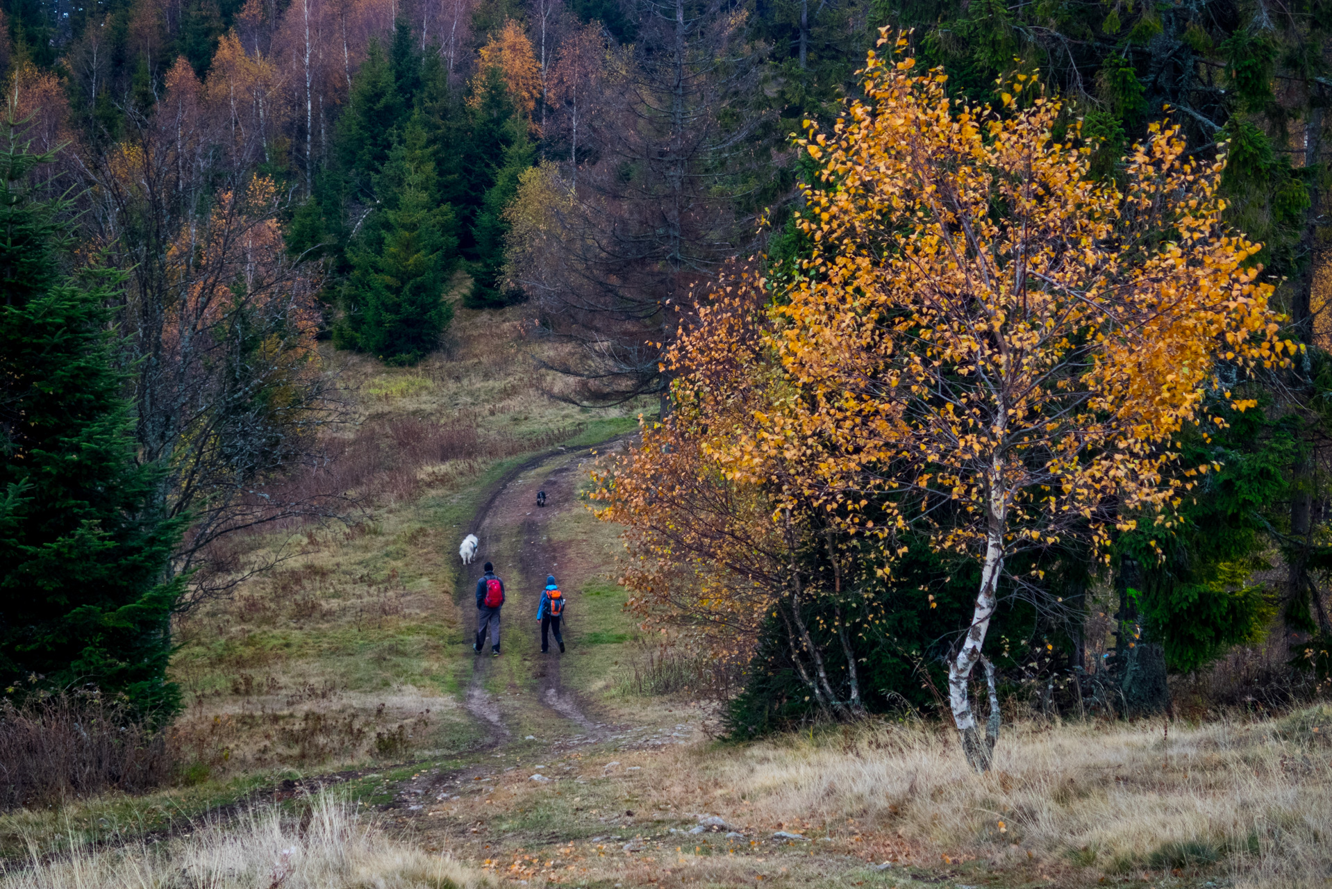 Sľubica z Braniska (Branisko)