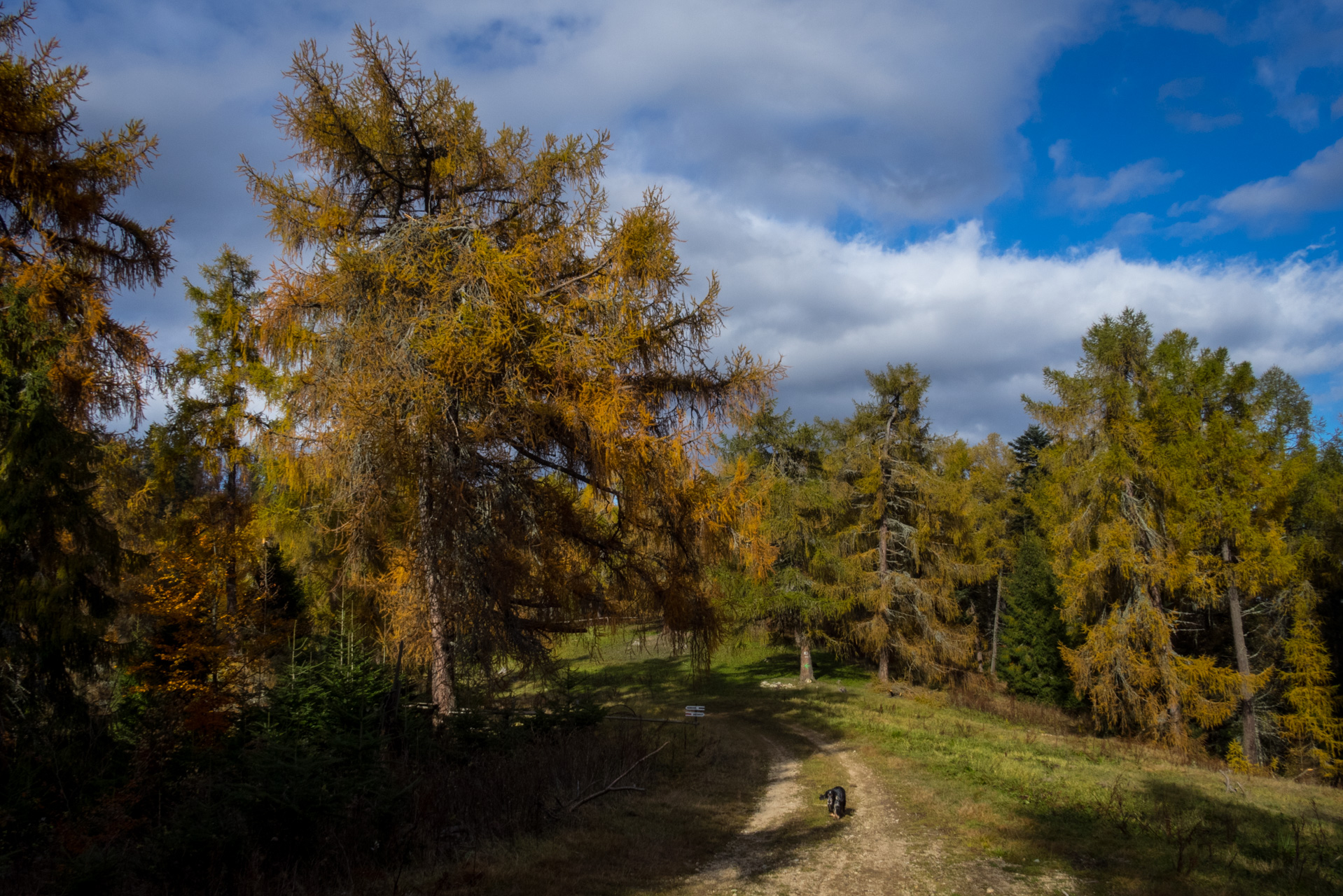 Sľubica z Braniska (Branisko)