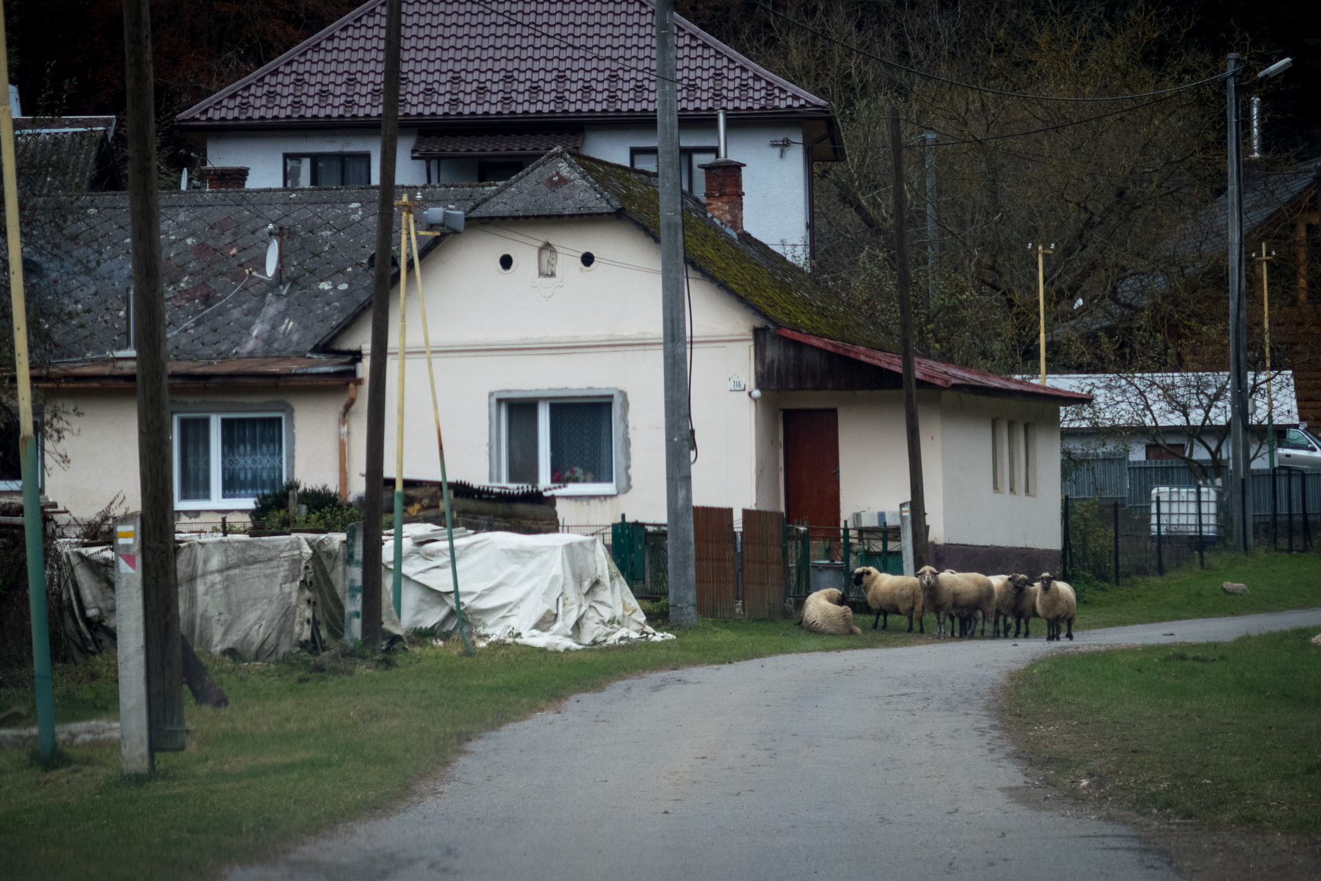 Smrekovica zo Šindliara (Branisko)