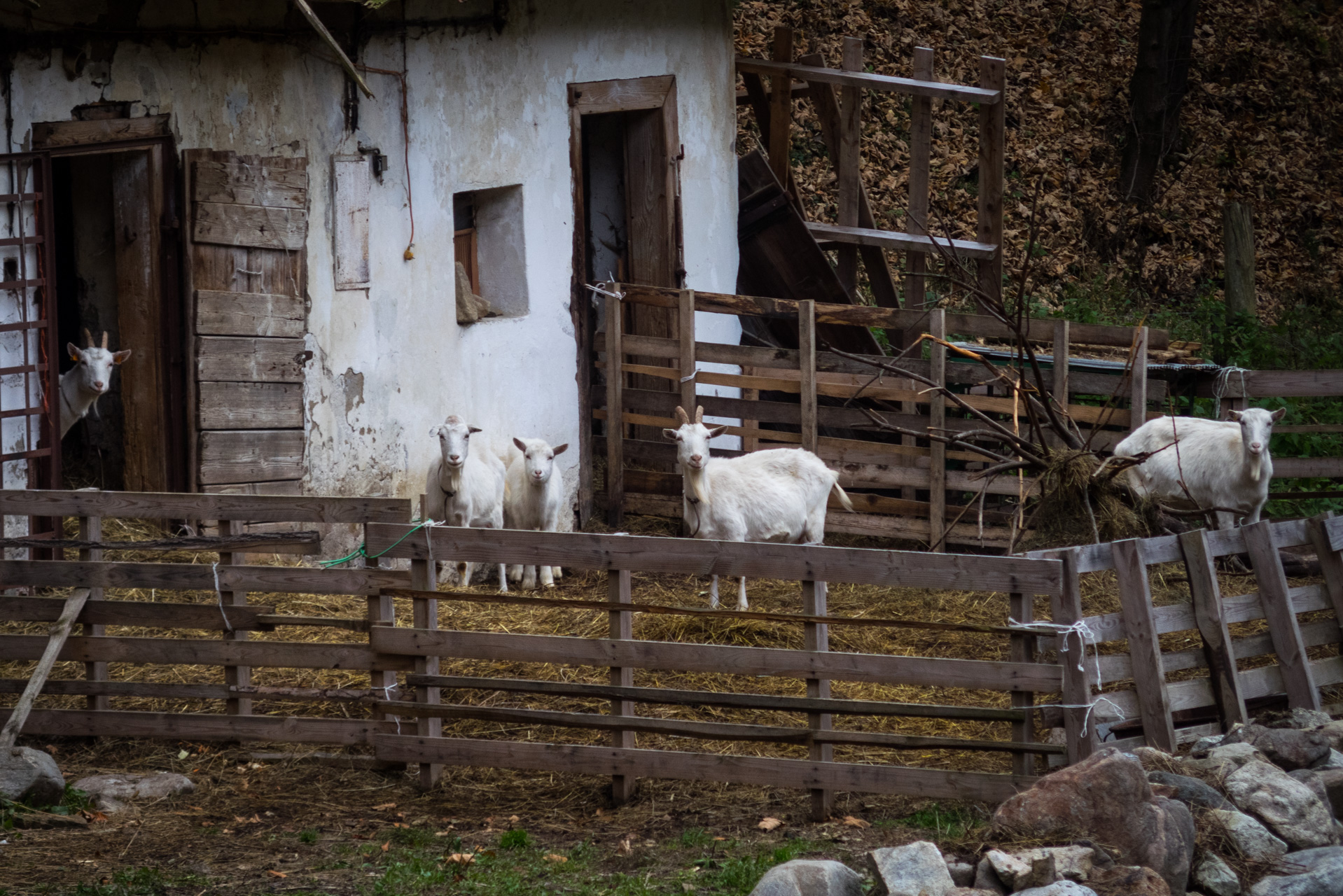 Smrekovica zo Šindliara (Branisko)