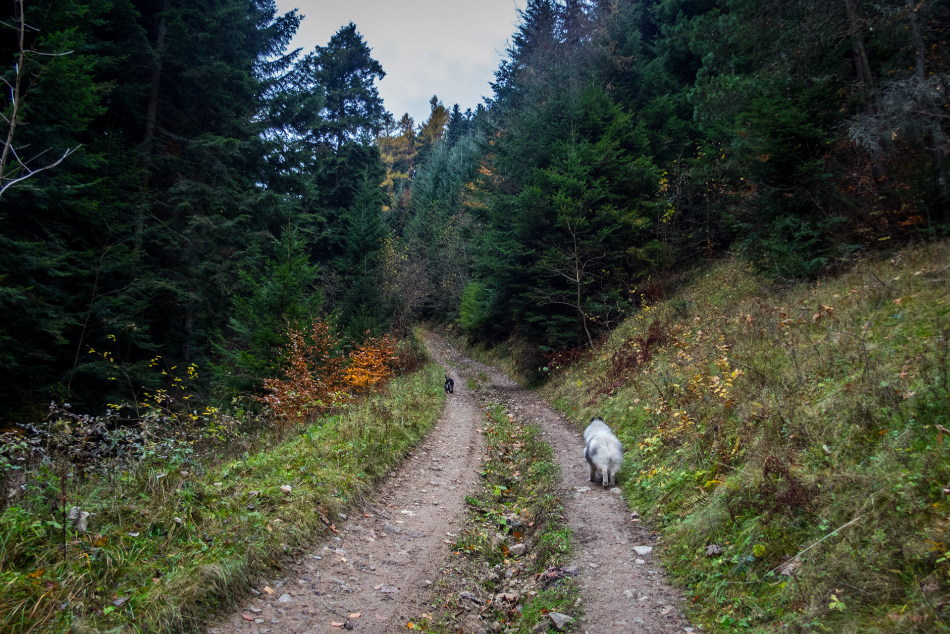 Smrekovica zo Šindliara (Branisko)