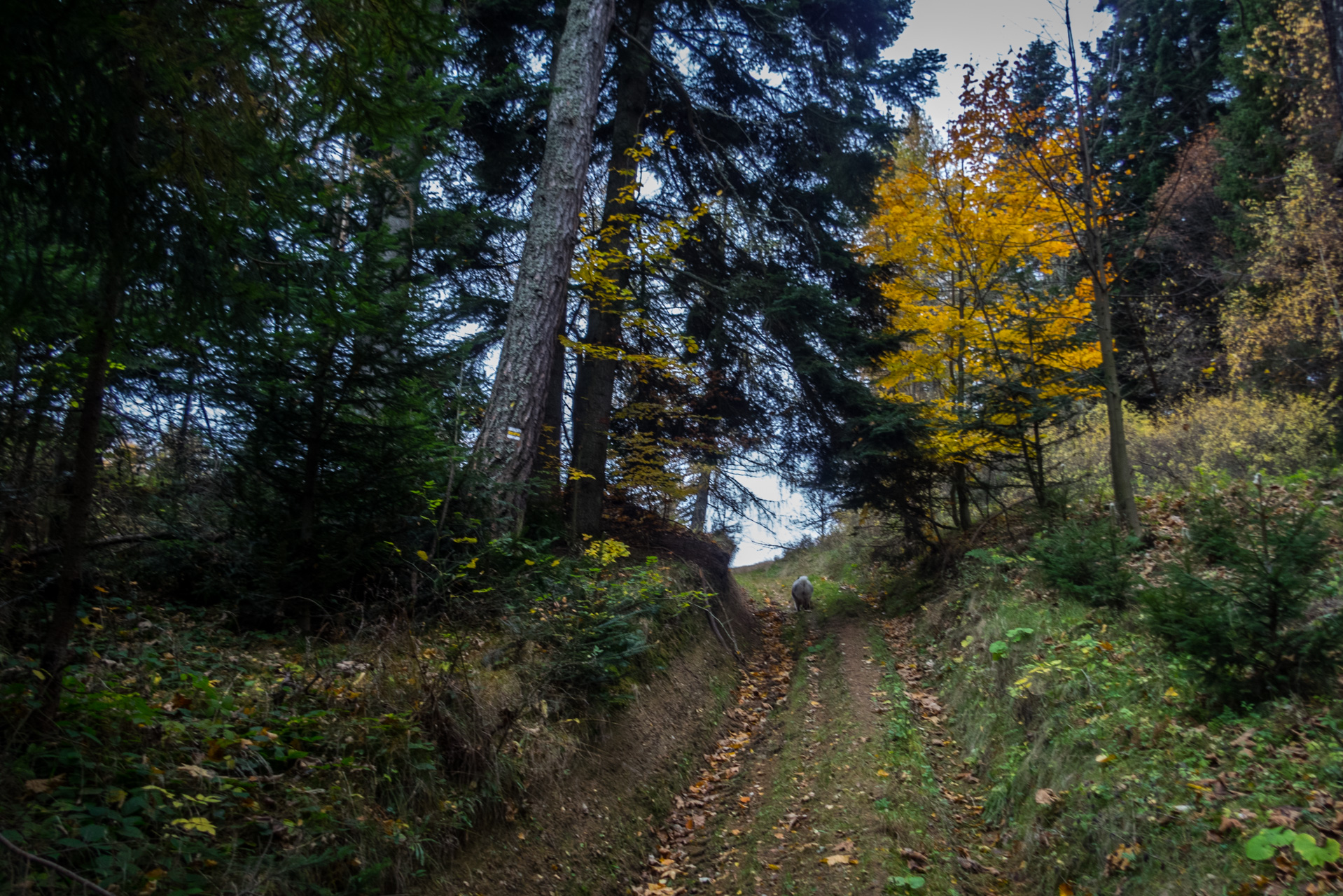 Smrekovica zo Šindliara (Branisko)