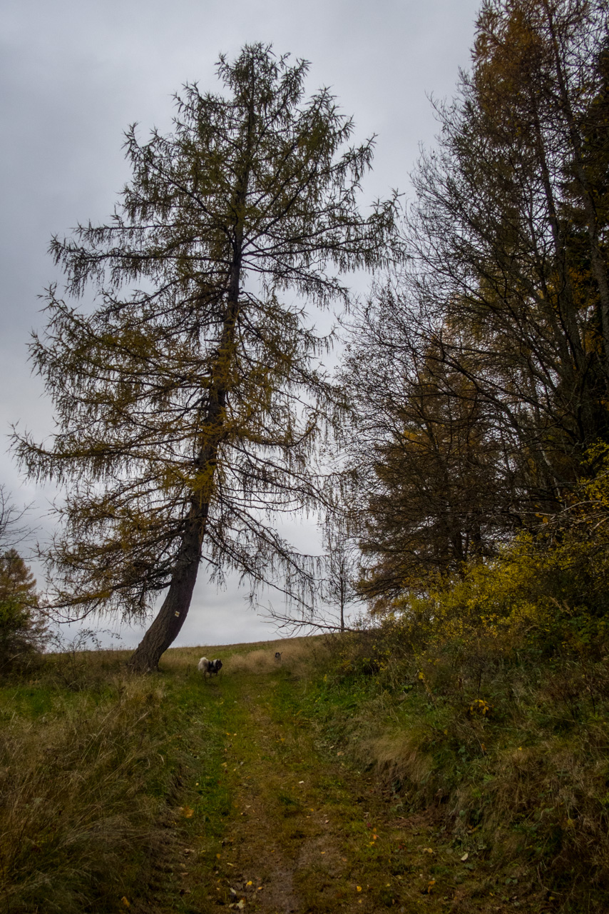 Smrekovica zo Šindliara (Branisko)