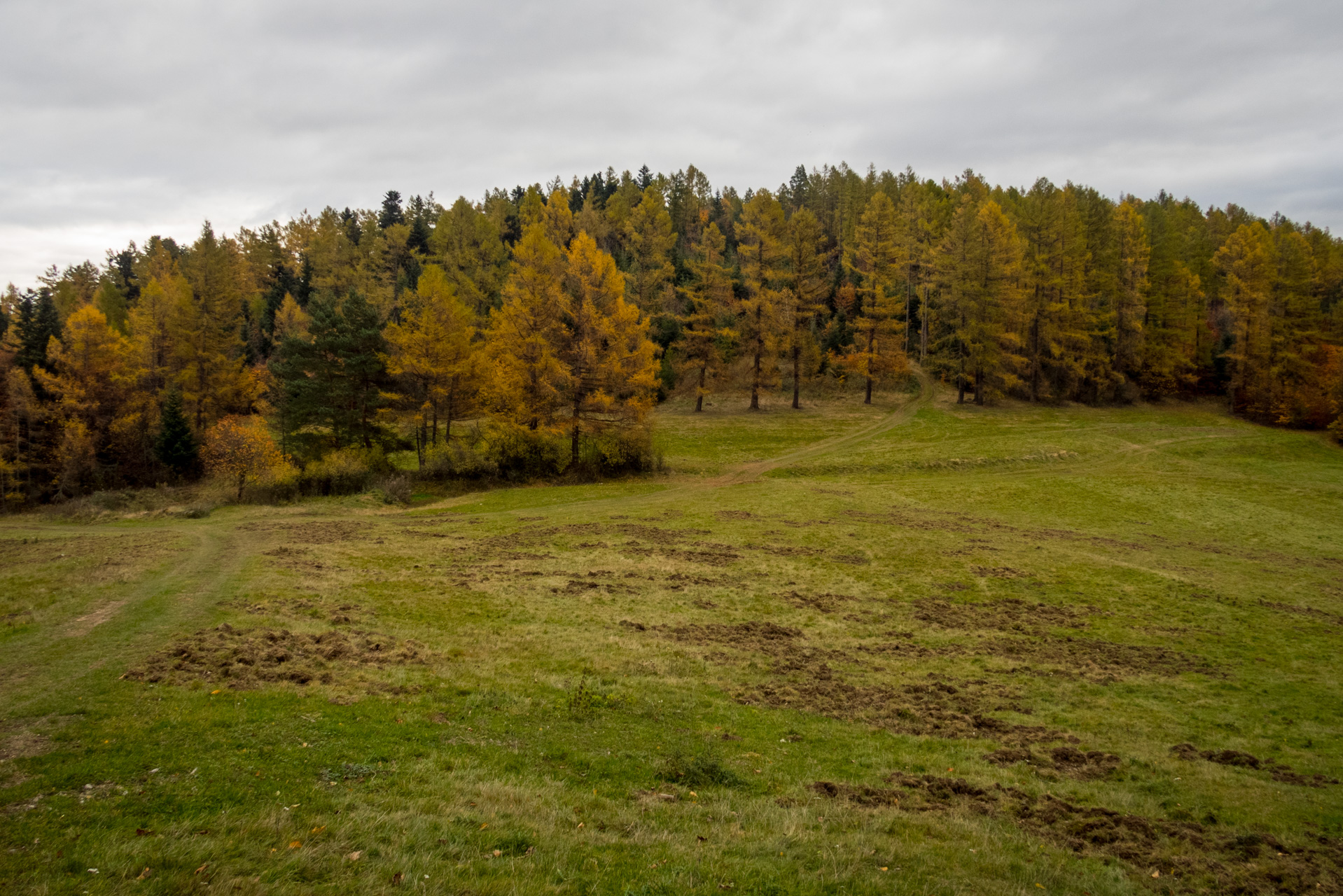 Smrekovica zo Šindliara (Branisko)