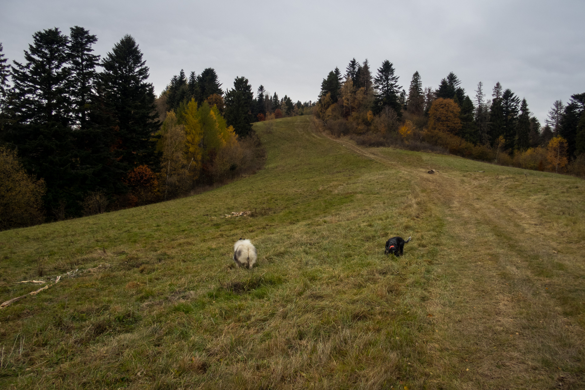 Smrekovica zo Šindliara (Branisko)