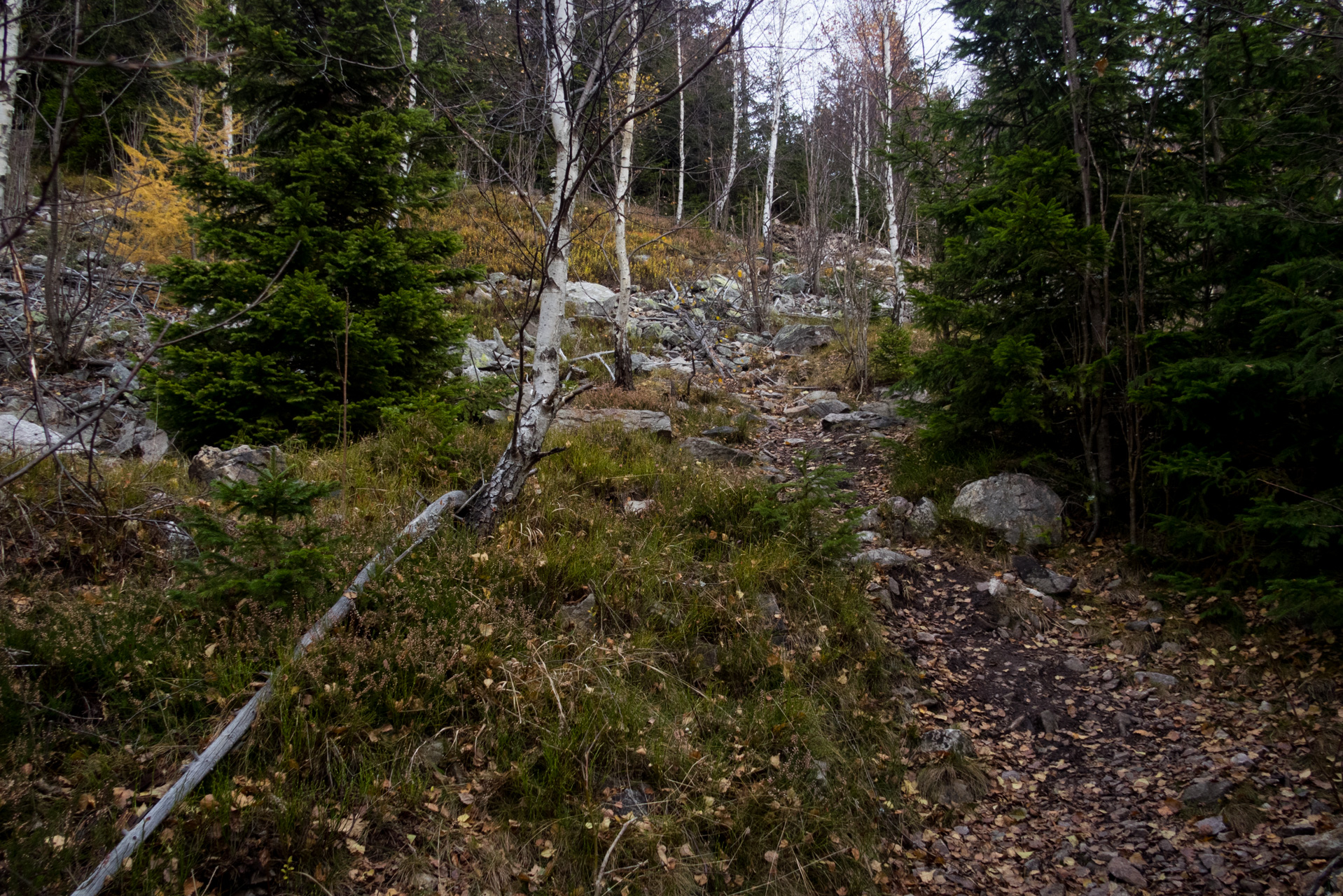 Smrekovica zo Šindliara (Branisko)