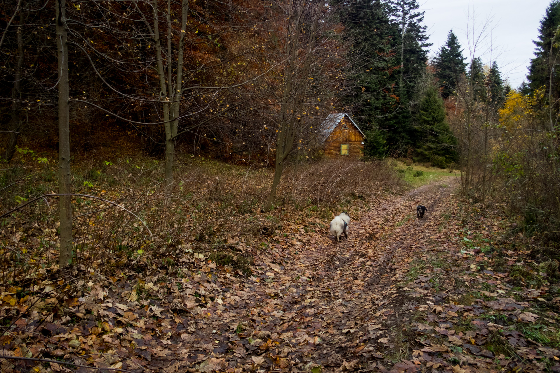 Smrekovica zo Šindliara (Branisko)