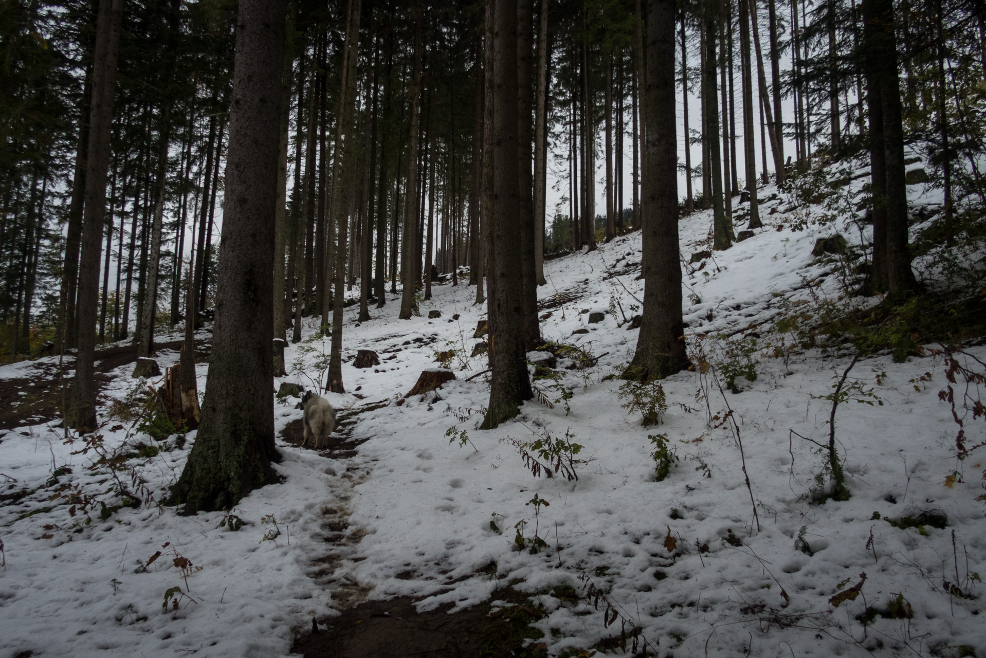 Takmer Sivý vrch (Západné Tatry)