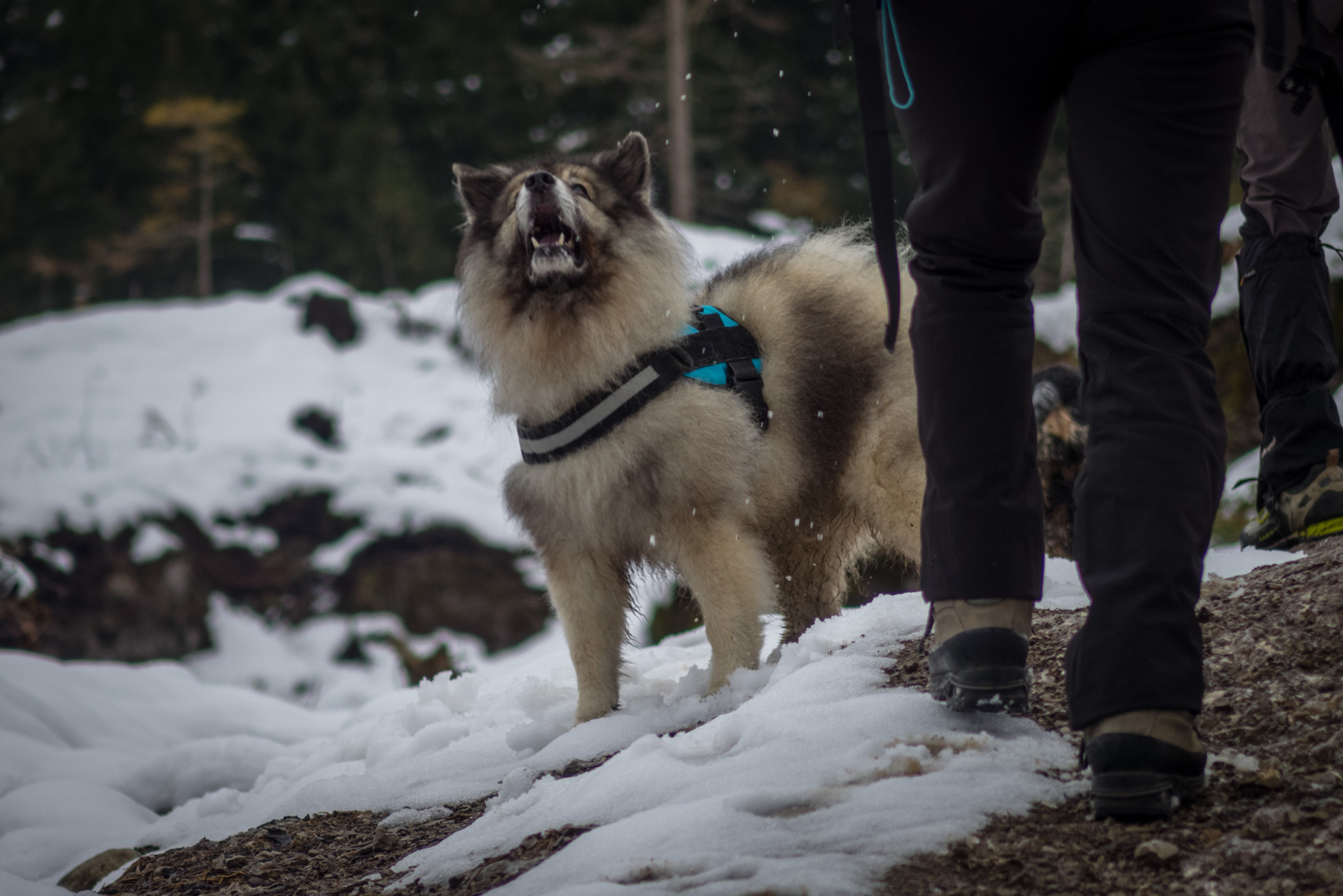 Takmer Sivý vrch (Západné Tatry)