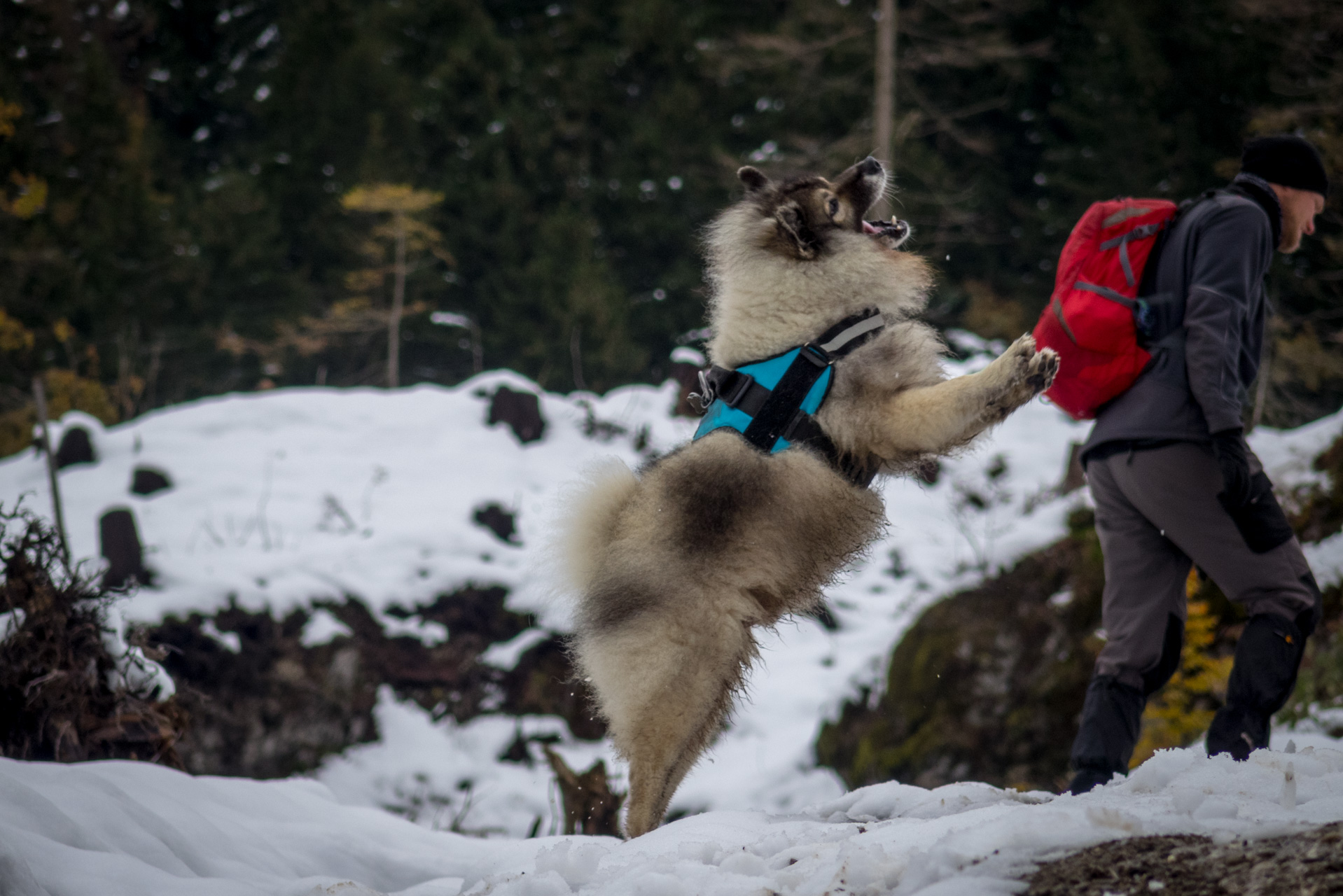 Takmer Sivý vrch (Západné Tatry)