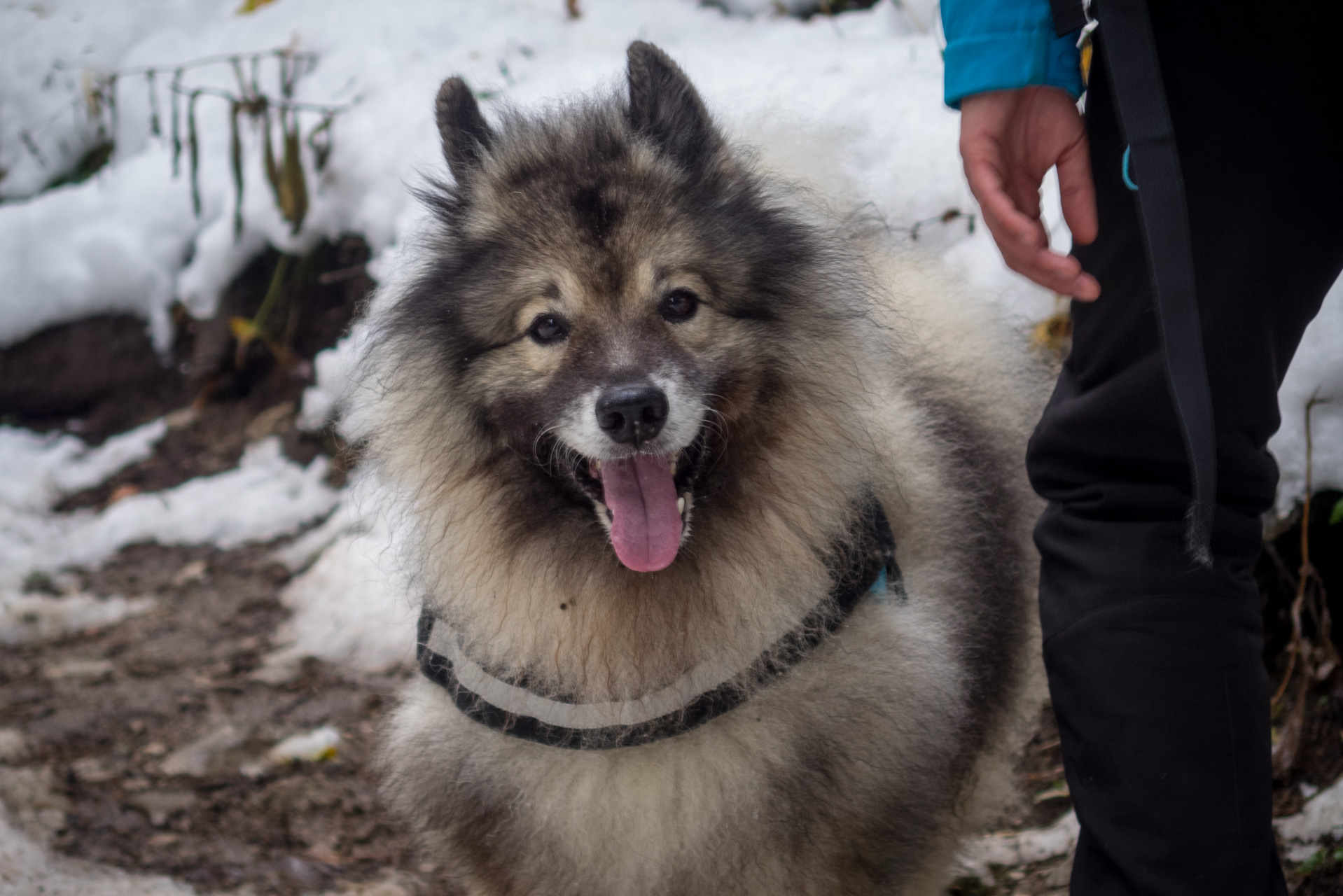 Takmer Sivý vrch (Západné Tatry)