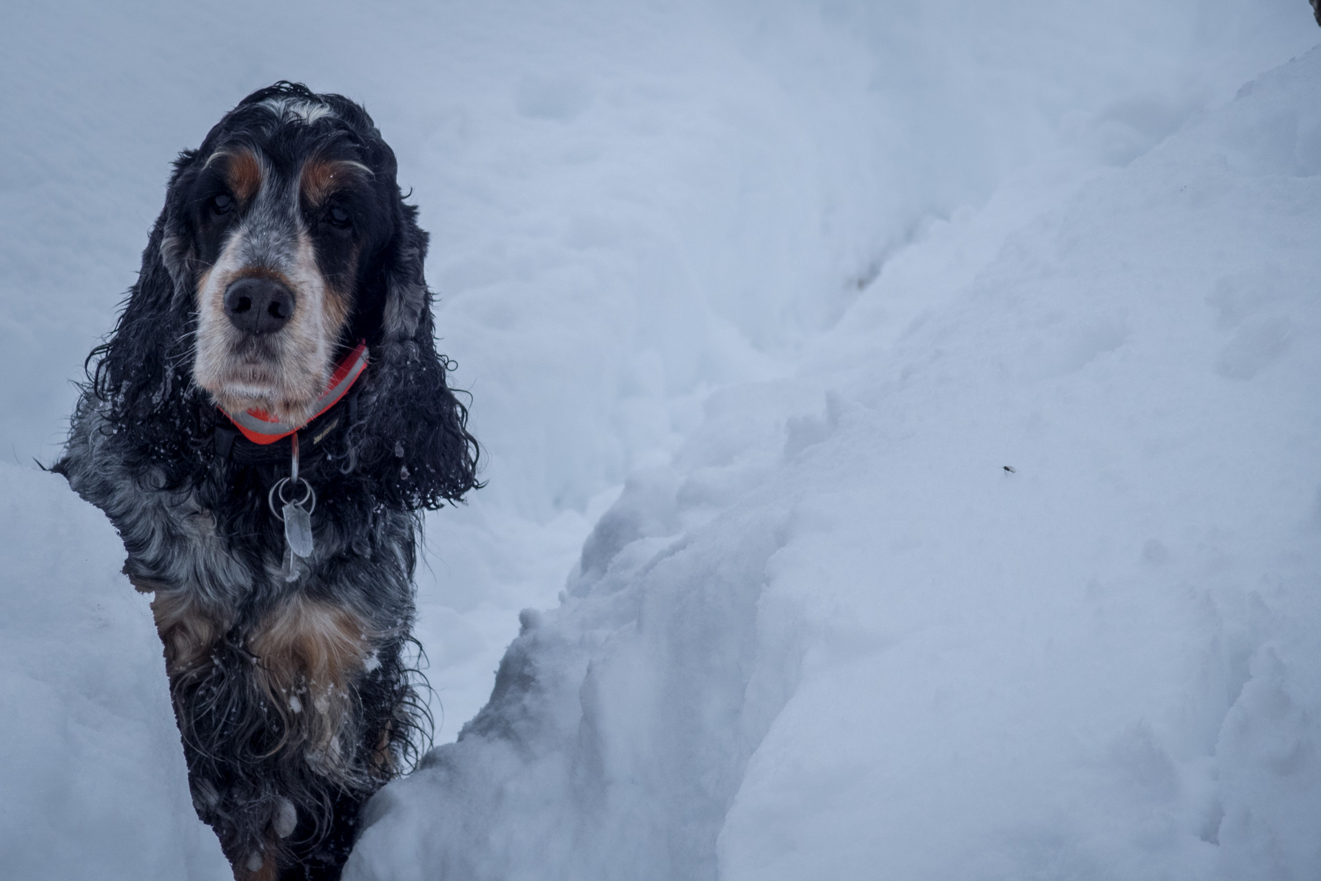 Takmer Sivý vrch (Západné Tatry)