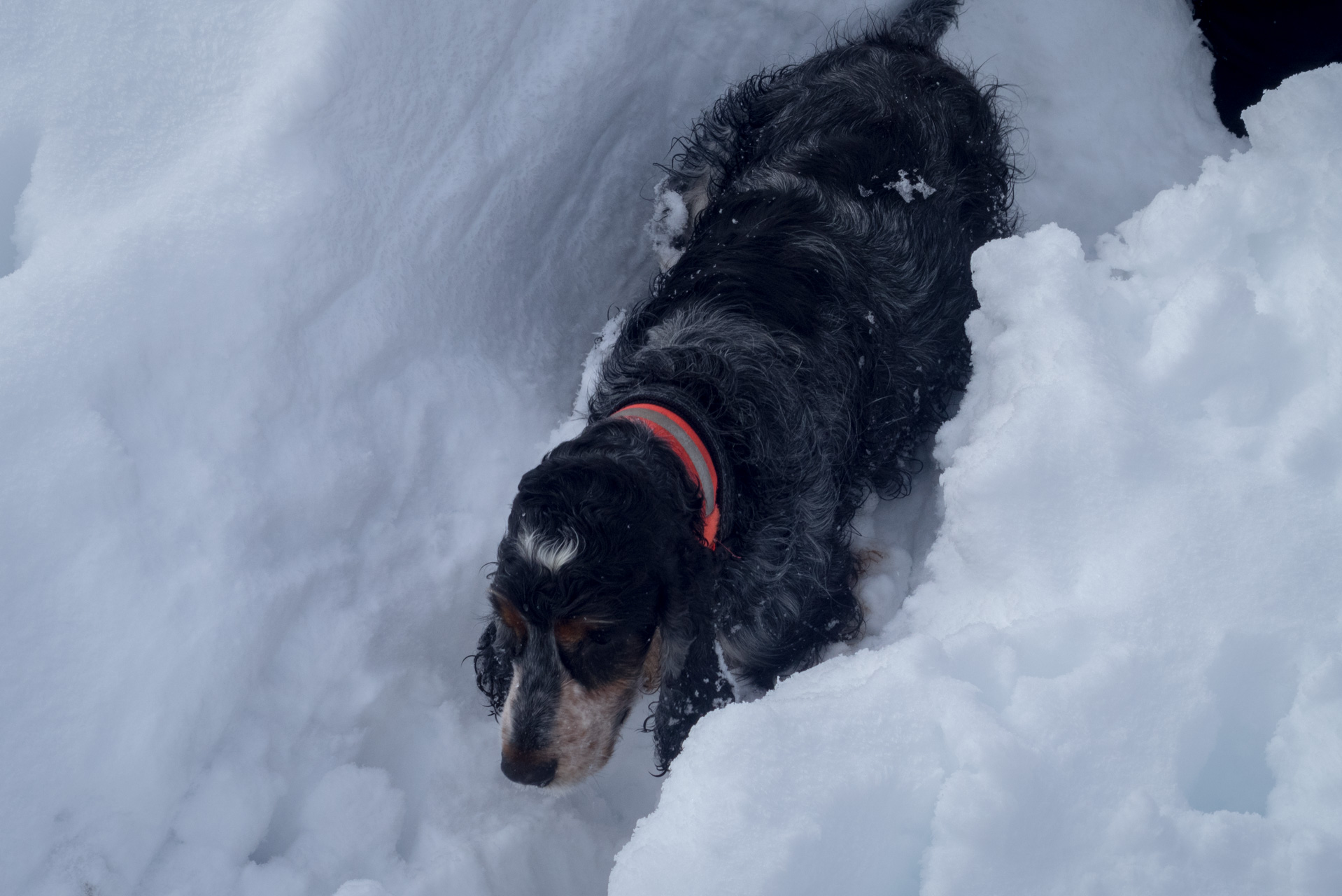 Takmer Sivý vrch (Západné Tatry)