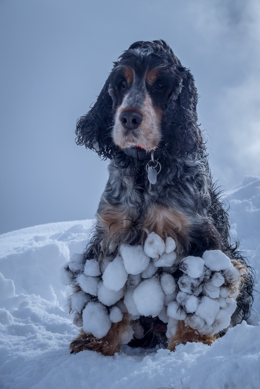 Takmer Sivý vrch (Západné Tatry)