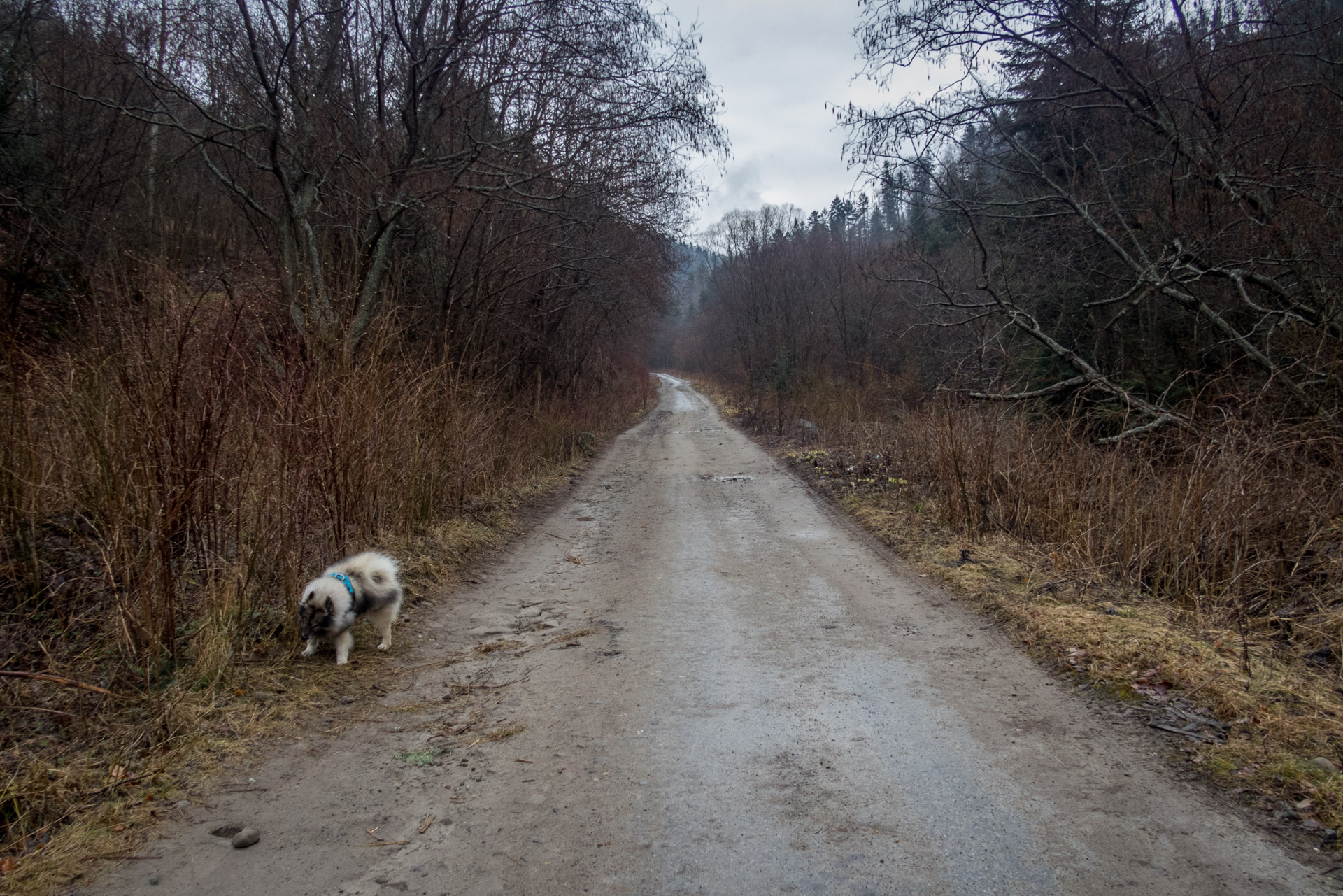 Veľká Javorina cez Čergov z Majdanu (Čergov)