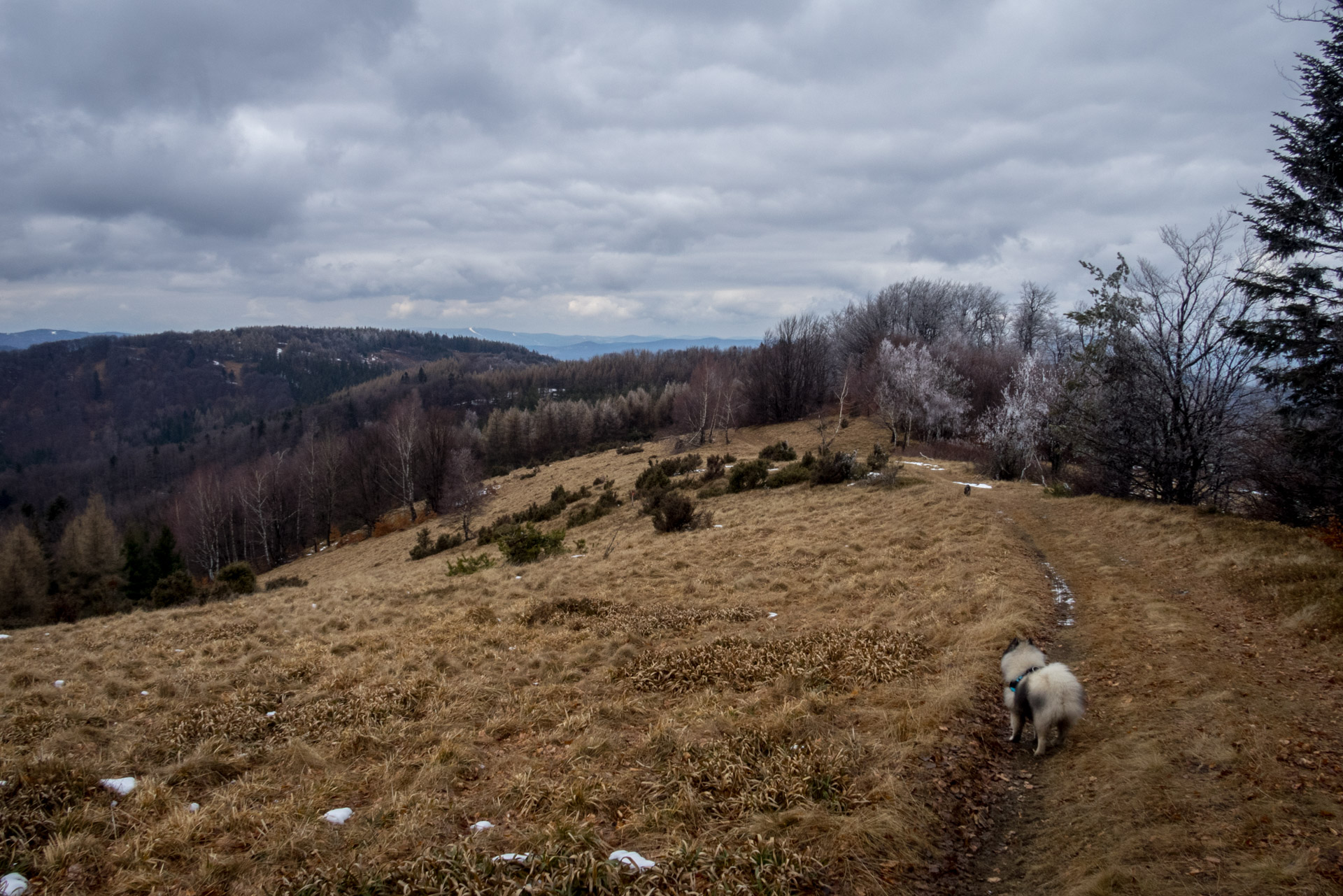 Veľká Javorina cez Čergov z Majdanu (Čergov)