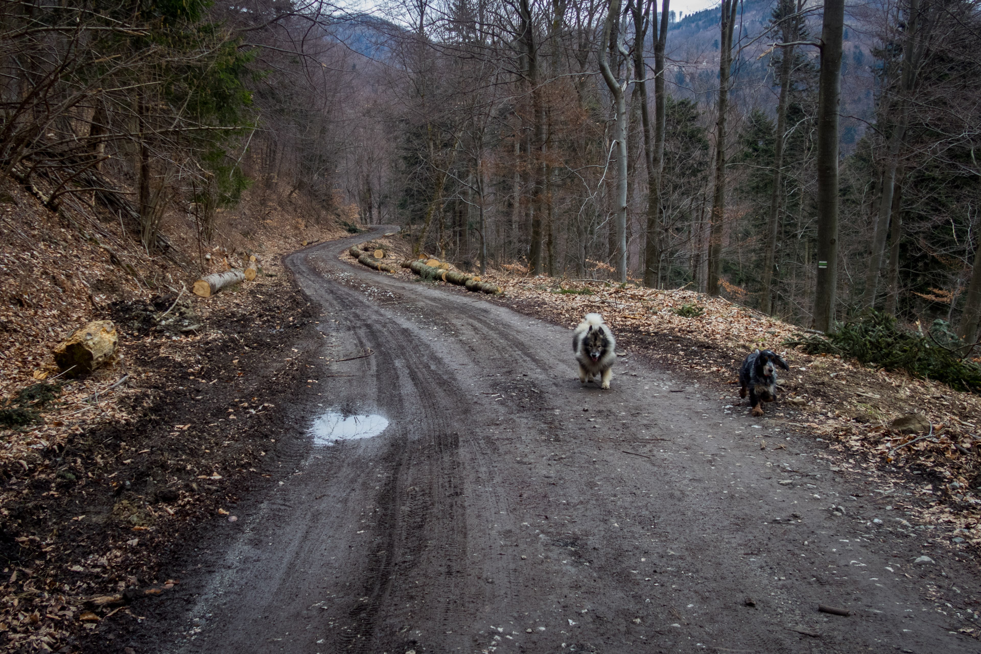 Veľká Javorina cez Čergov z Majdanu (Čergov)