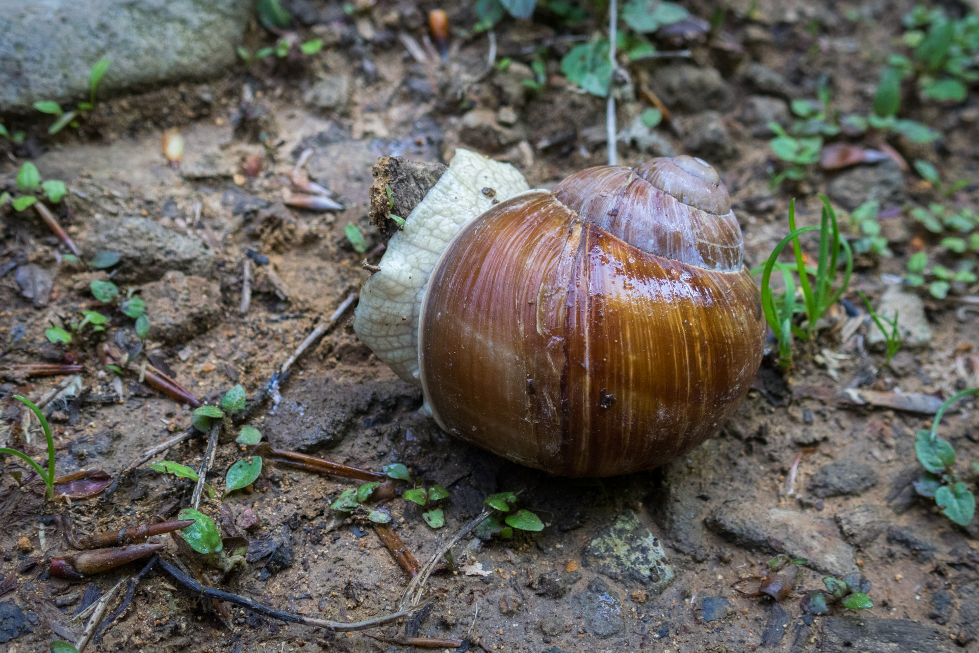 Vihorlat z Remetských Hámrov (Vihorlatské vrchy)