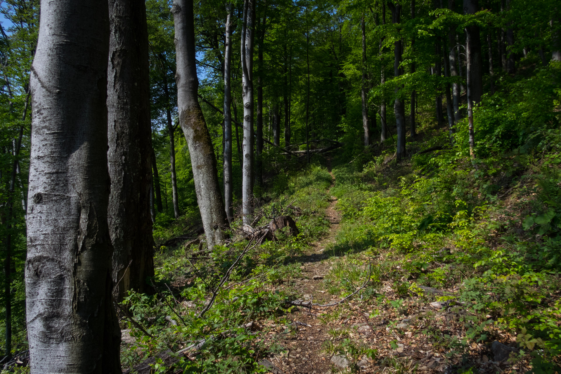 Vihorlat z Remetských Hámrov (Vihorlatské vrchy)