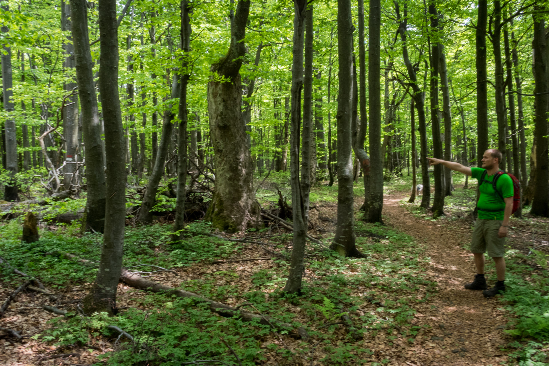 Vihorlat z Remetských Hámrov (Vihorlatské vrchy)