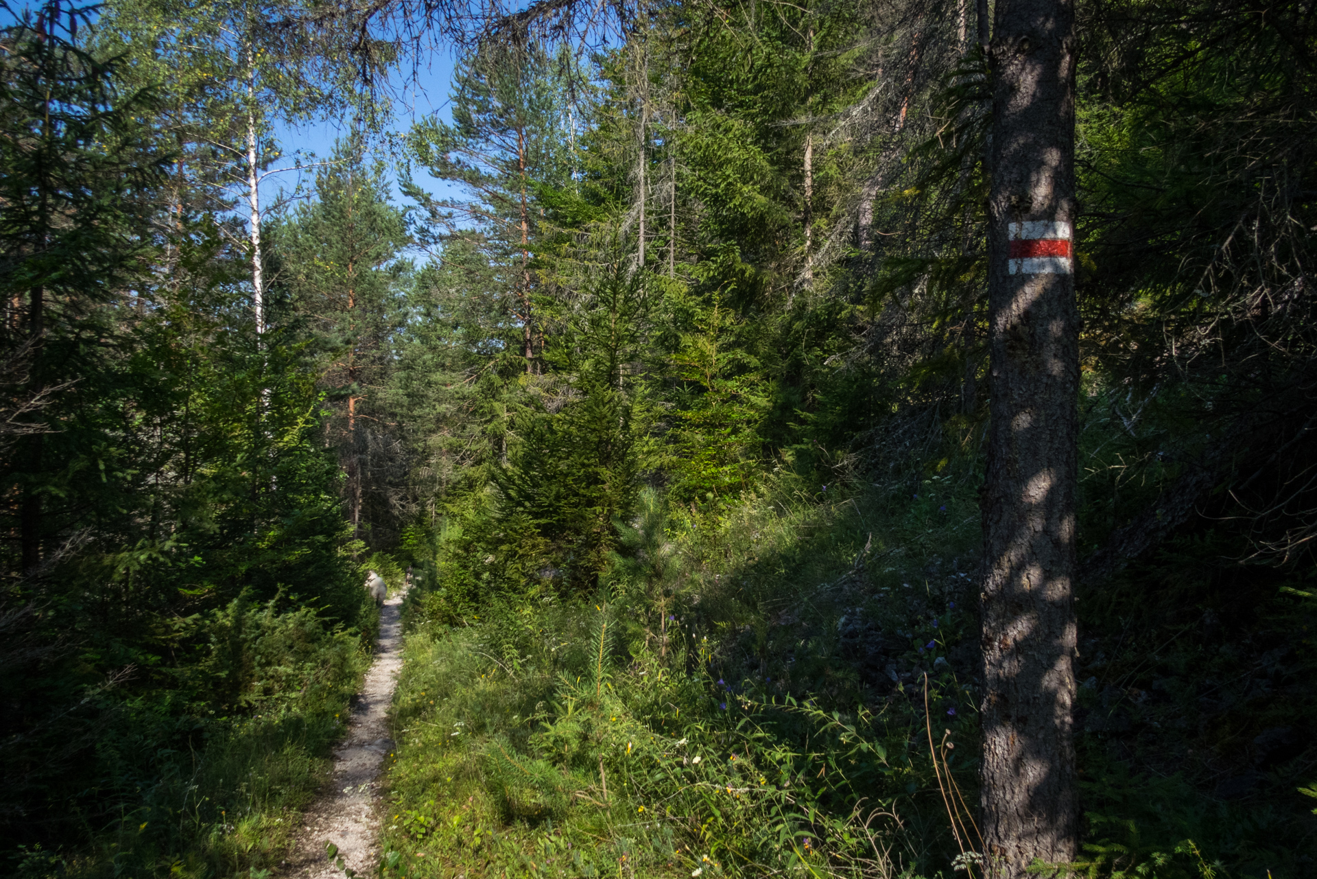 Vysoký vrch a Biela skala zo Sloviniek (Volovské vrchy)