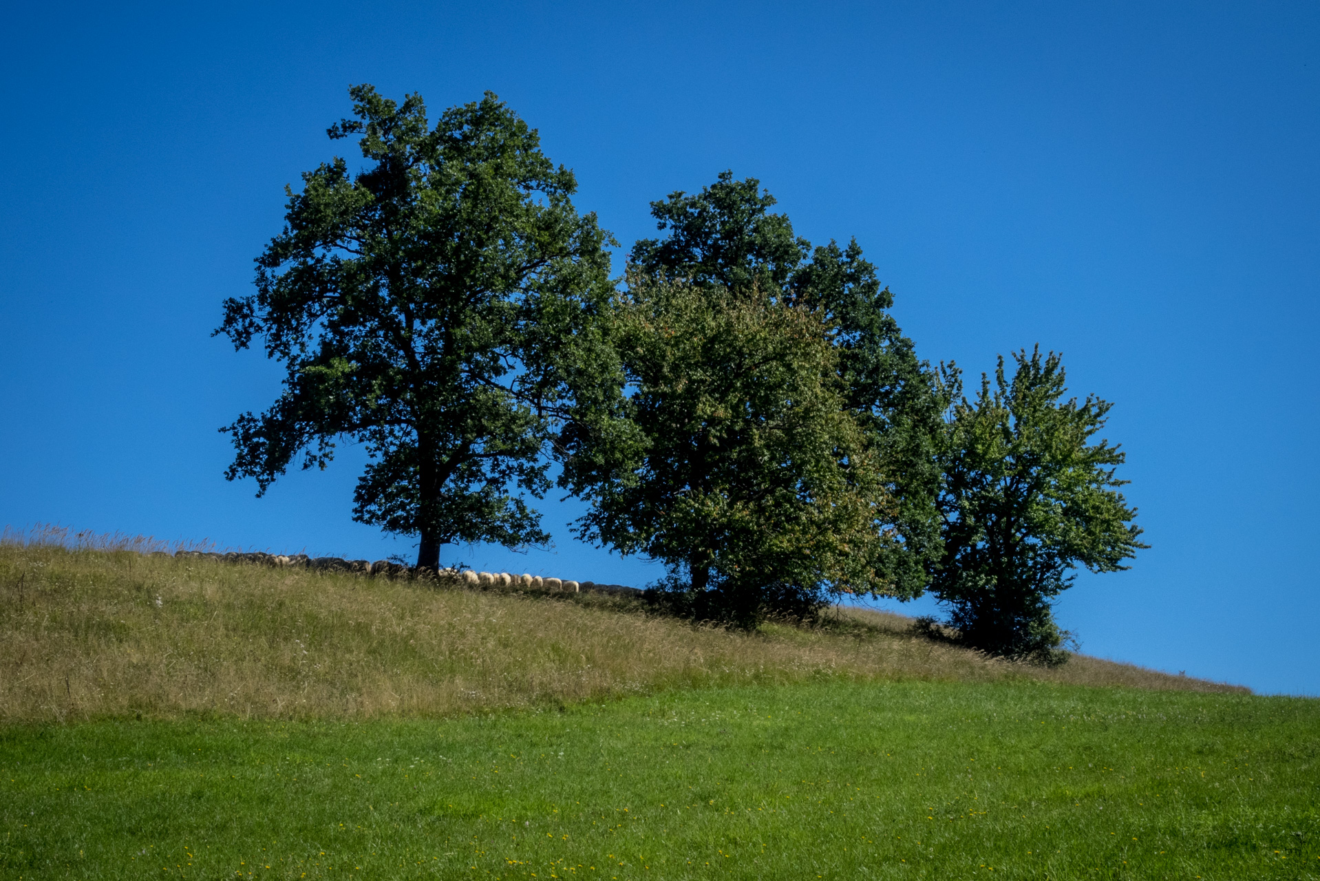 Z Čremošného na Suchý vrch (Veľká Fatra)