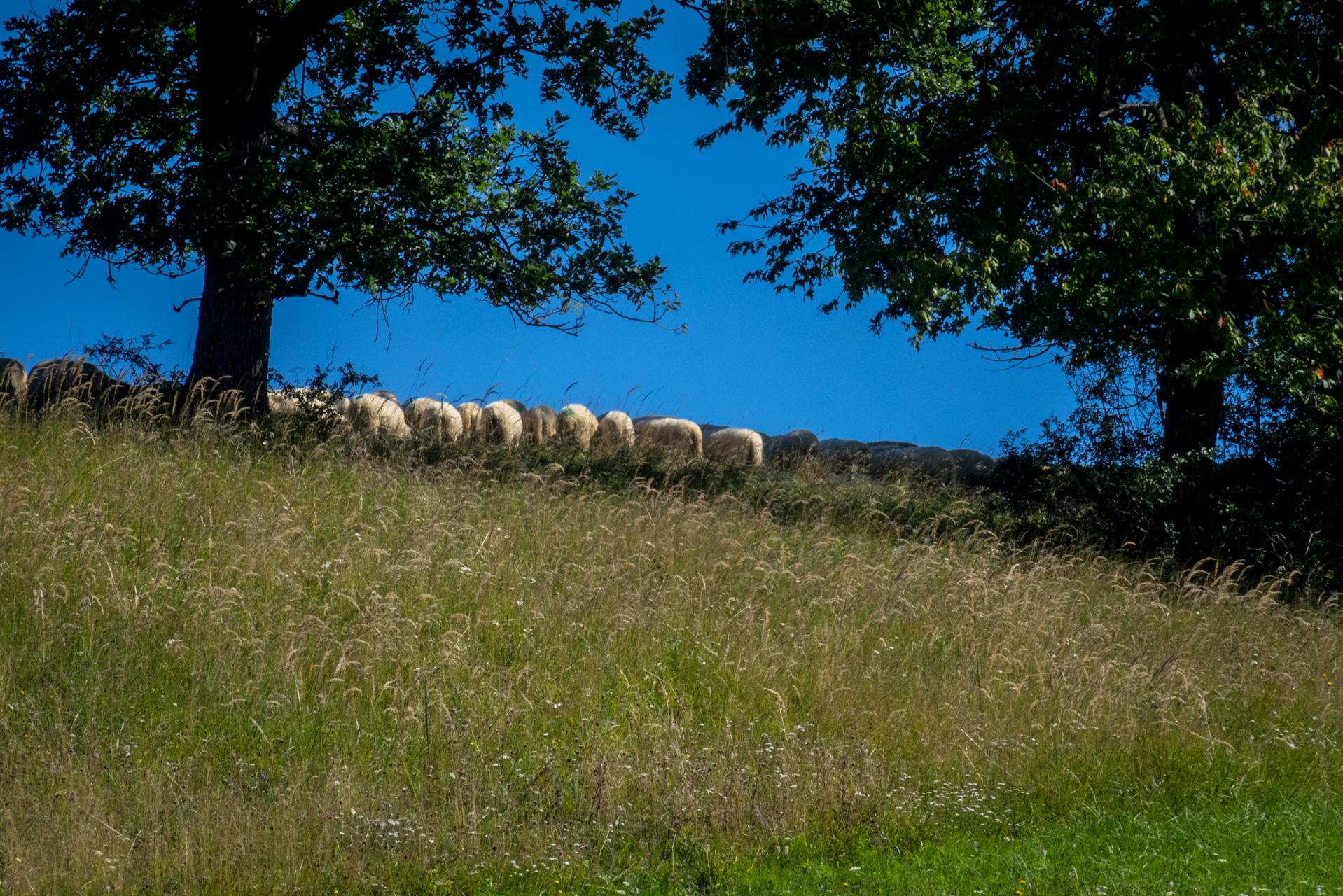 Z Čremošného na Suchý vrch (Veľká Fatra)