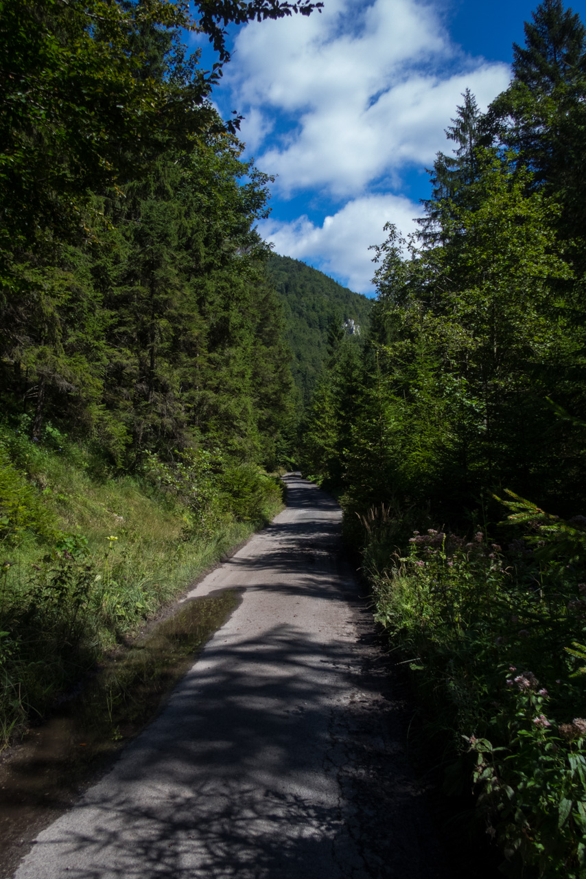 Z Čremošného na Suchý vrch (Veľká Fatra)