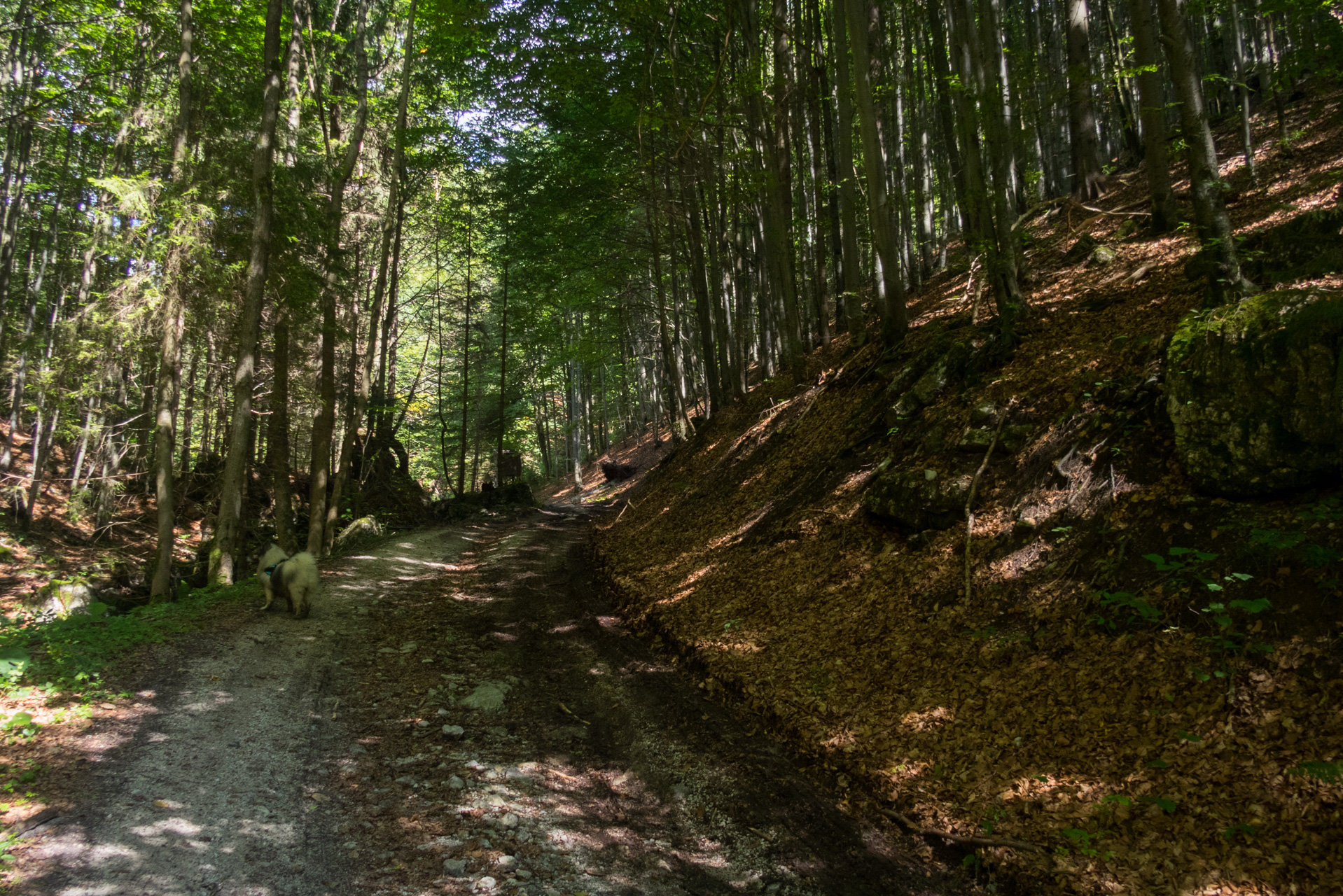 Z Čremošného na Suchý vrch (Veľká Fatra)