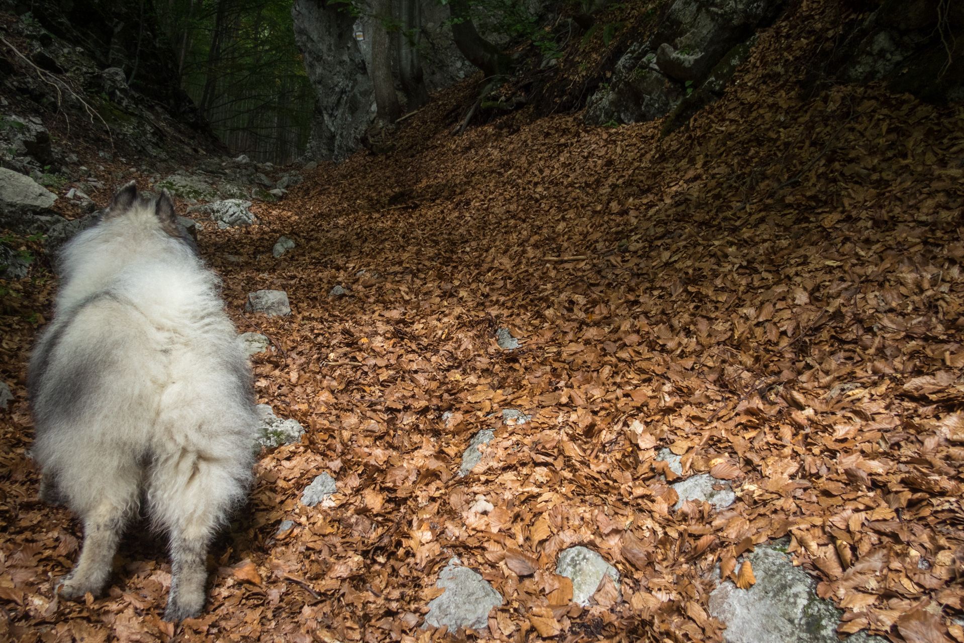 Z Čremošného na Suchý vrch (Veľká Fatra)