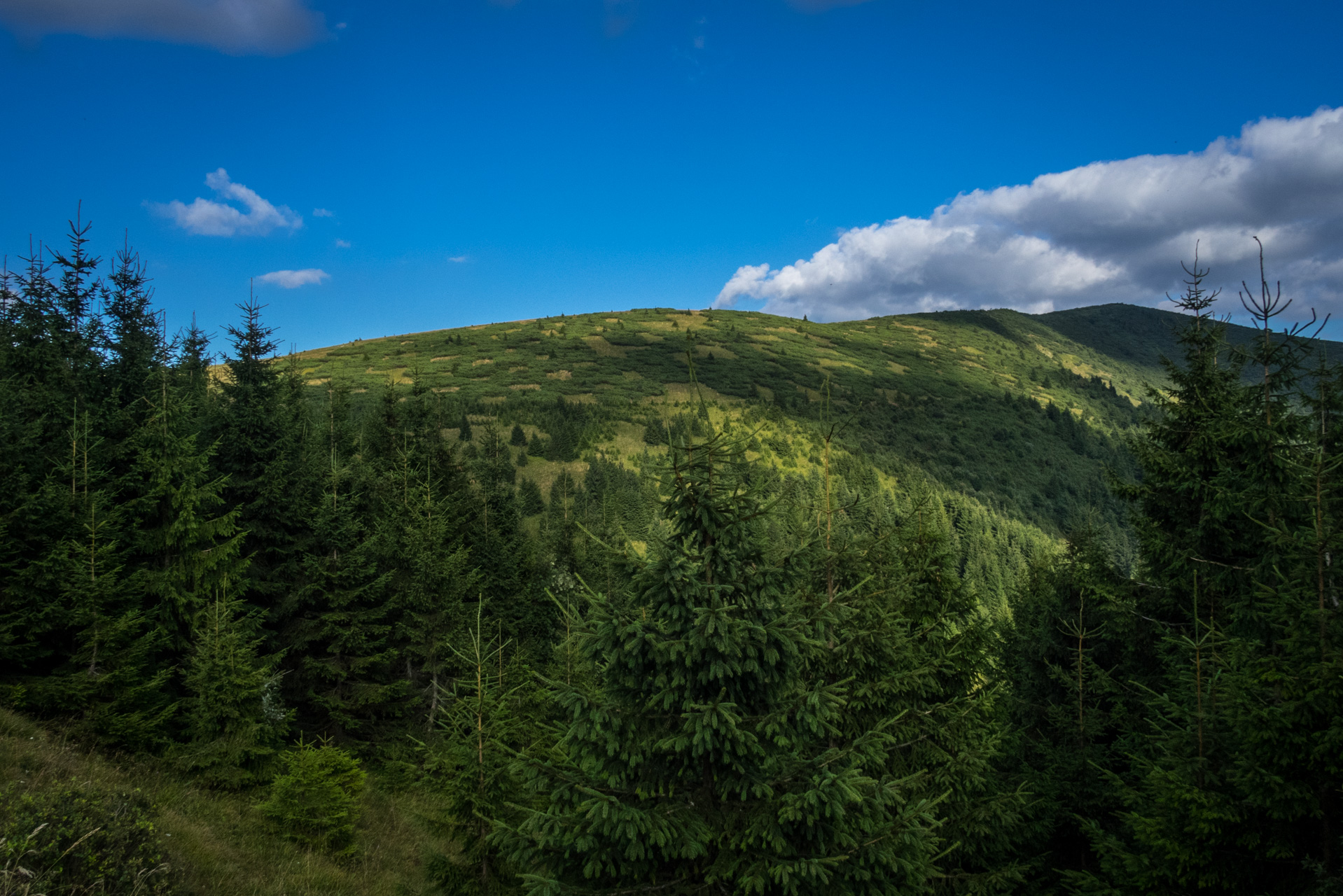 Z Čremošného na Suchý vrch (Veľká Fatra)