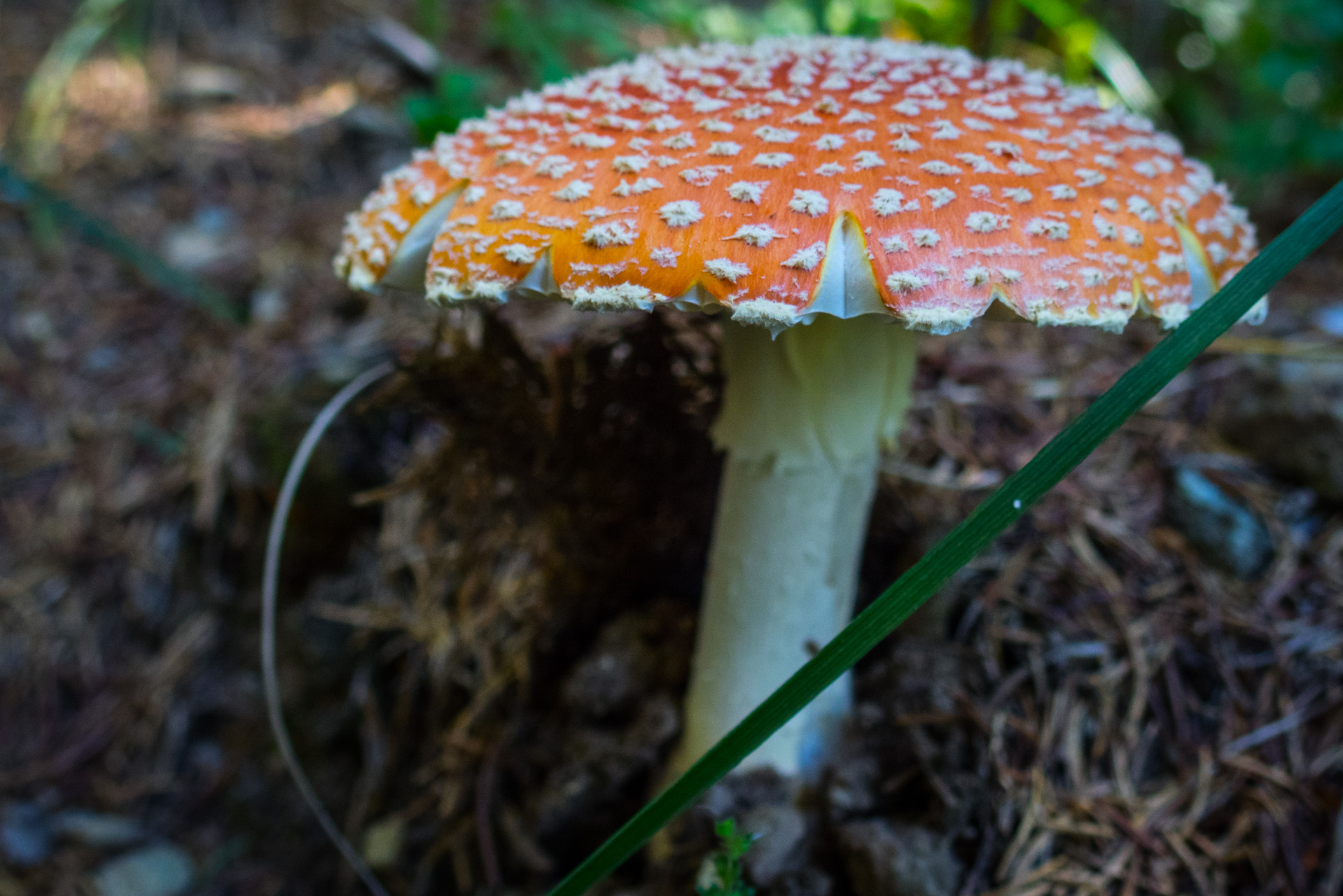 Z Heľpy cez Veľkú Vápenicu na útulňu Andrejcová (Nízke Tatry)