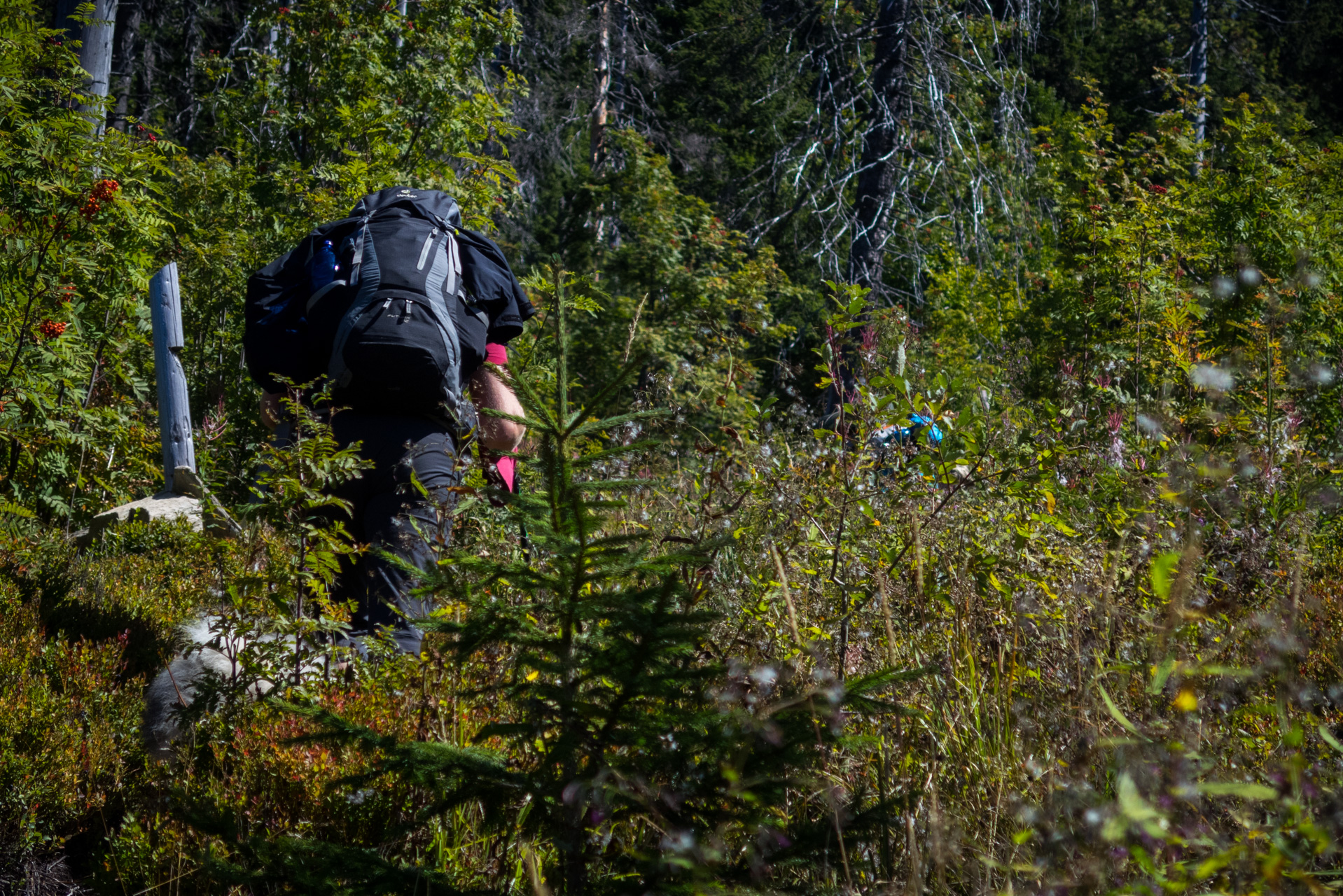 Z Heľpy cez Veľkú Vápenicu na útulňu Andrejcová (Nízke Tatry)