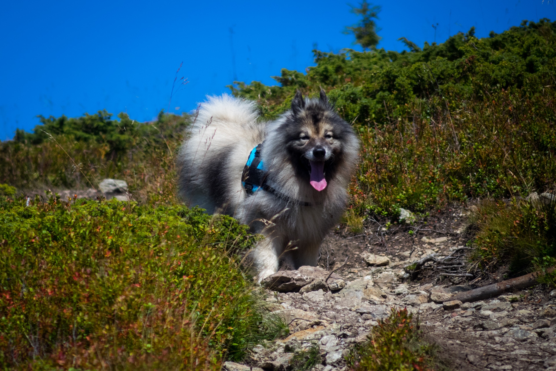 Z Heľpy cez Veľkú Vápenicu na útulňu Andrejcová (Nízke Tatry)