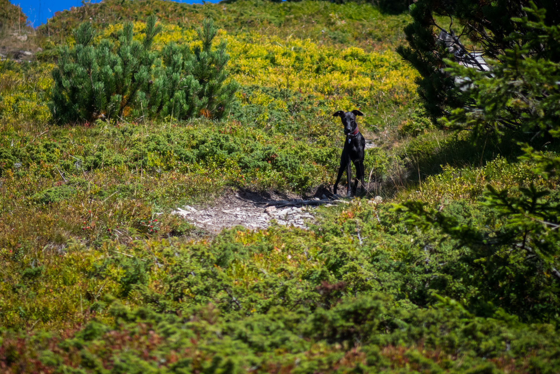 Z Heľpy cez Veľkú Vápenicu na útulňu Andrejcová (Nízke Tatry)