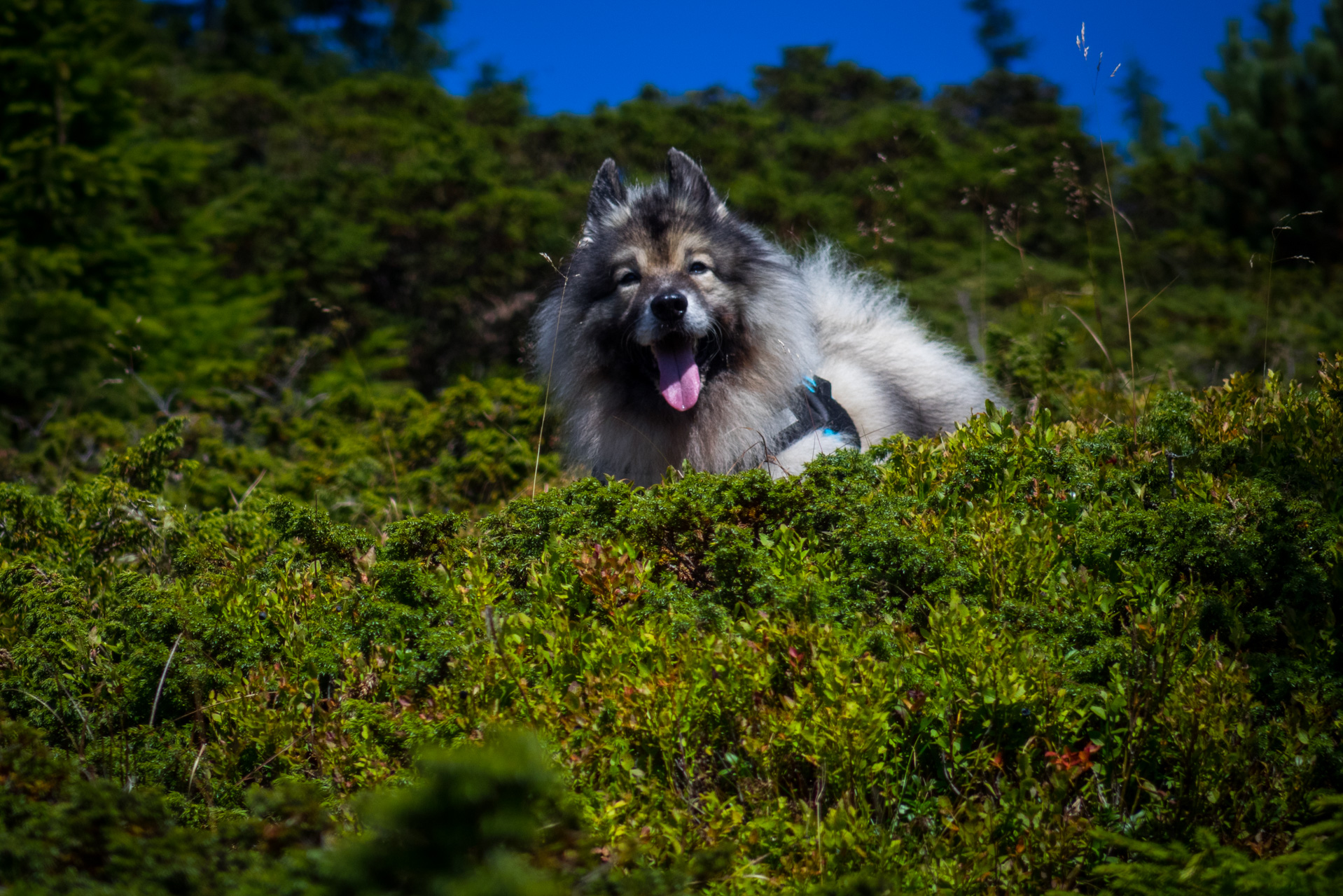 Z Heľpy cez Veľkú Vápenicu na útulňu Andrejcová (Nízke Tatry)