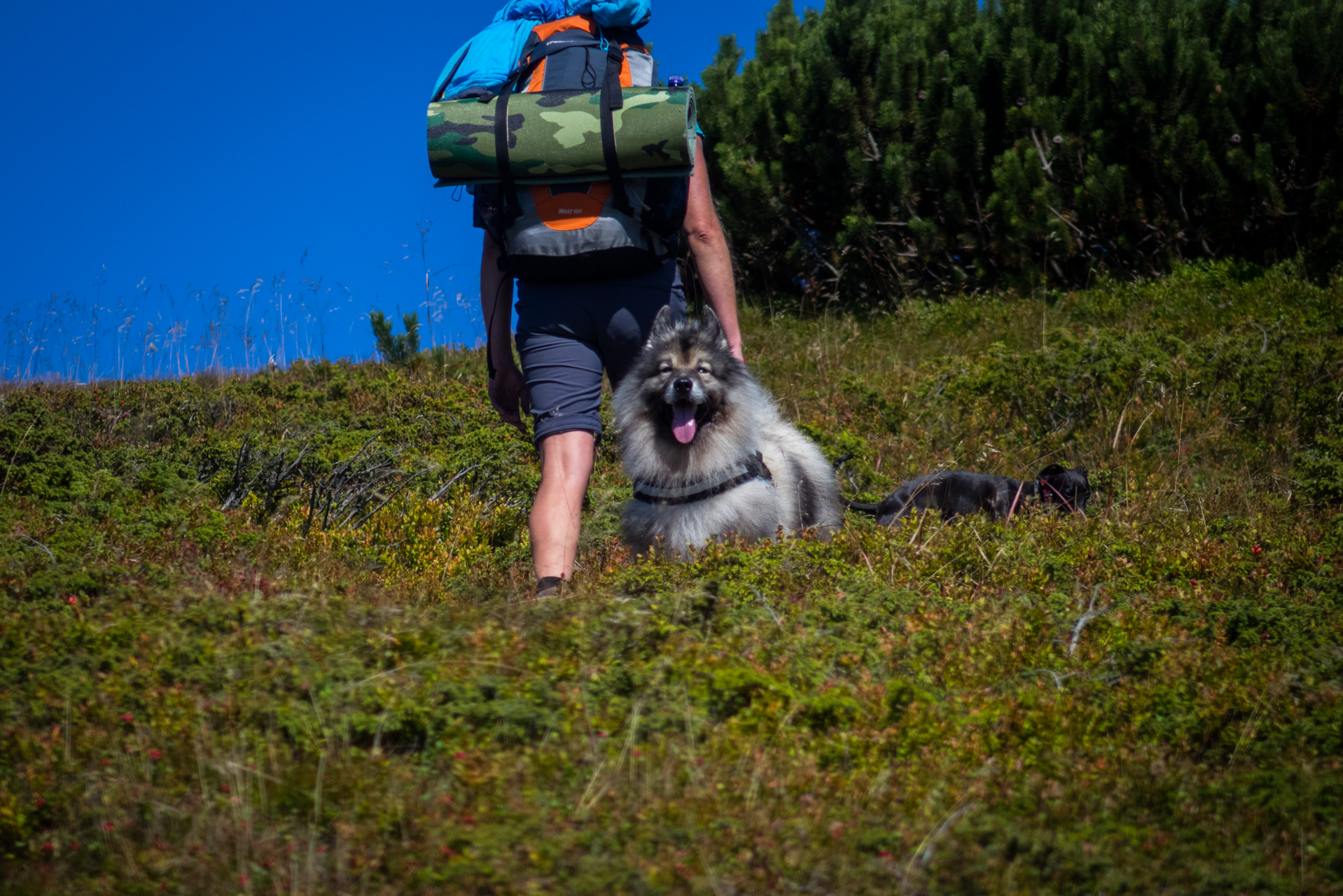 Z Heľpy cez Veľkú Vápenicu na útulňu Andrejcová (Nízke Tatry)