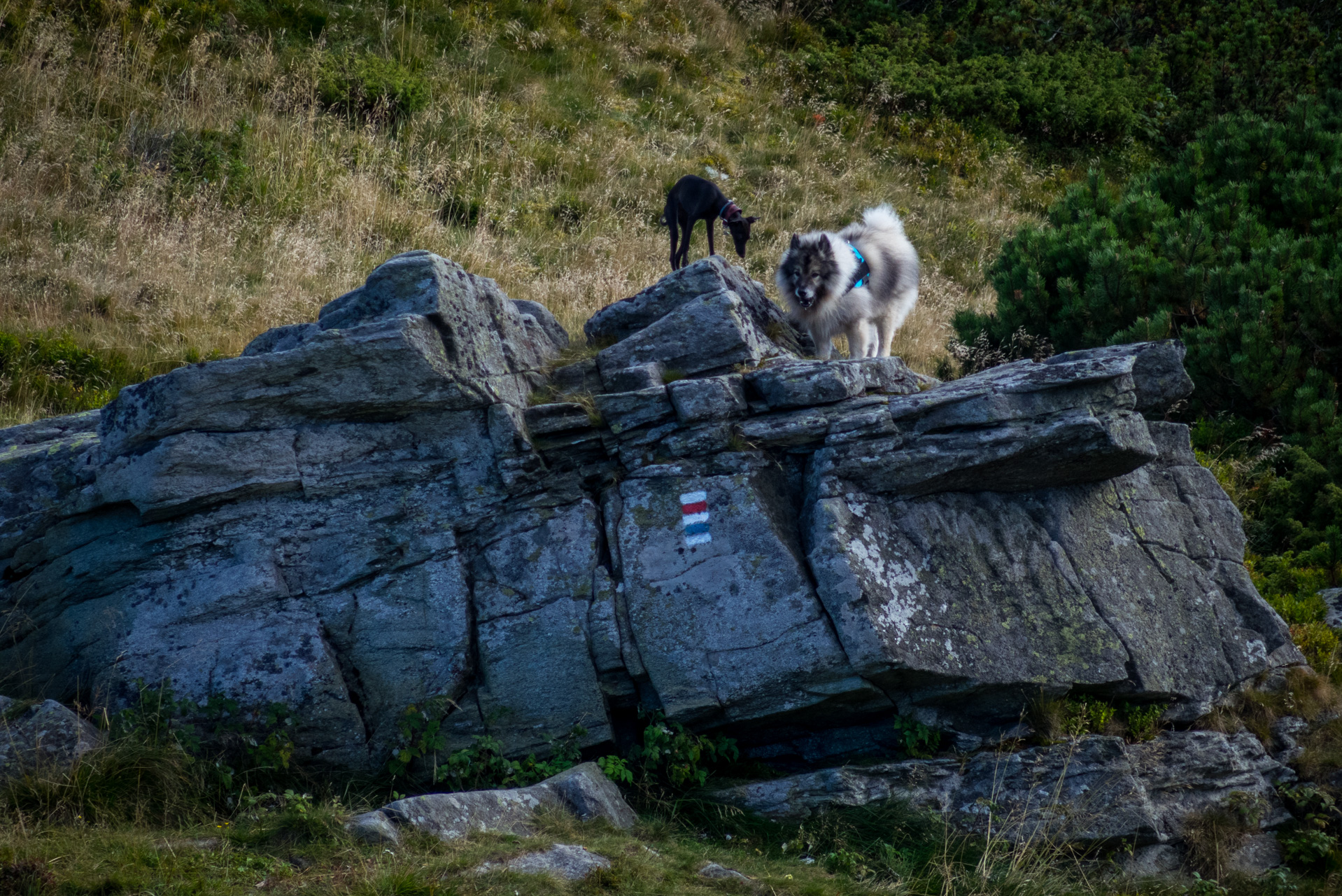 Z Heľpy cez Veľkú Vápenicu na útulňu Andrejcová (Nízke Tatry)